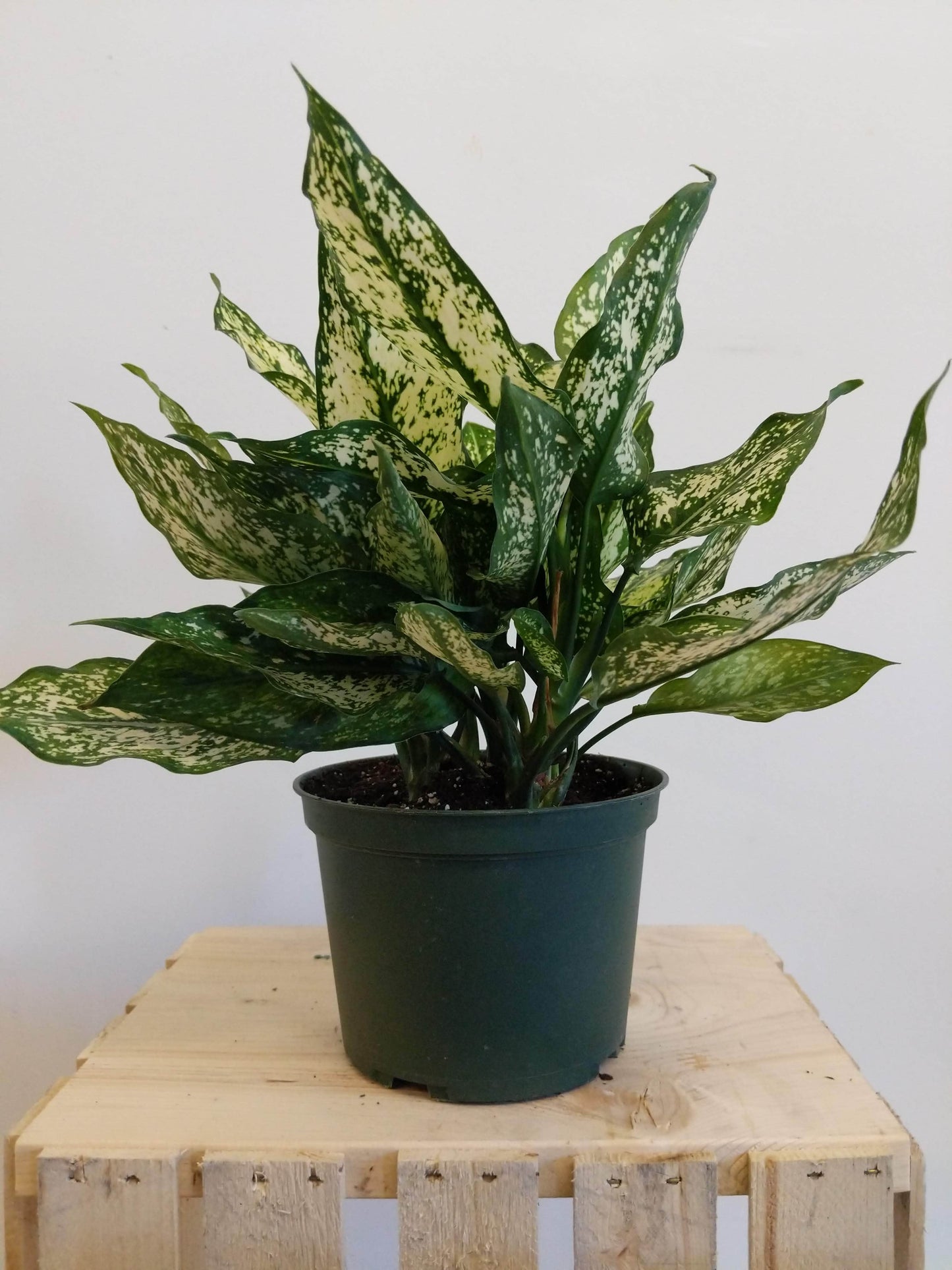 Plant Goals Plant Shop 6" Aglaonema White Dalmatian