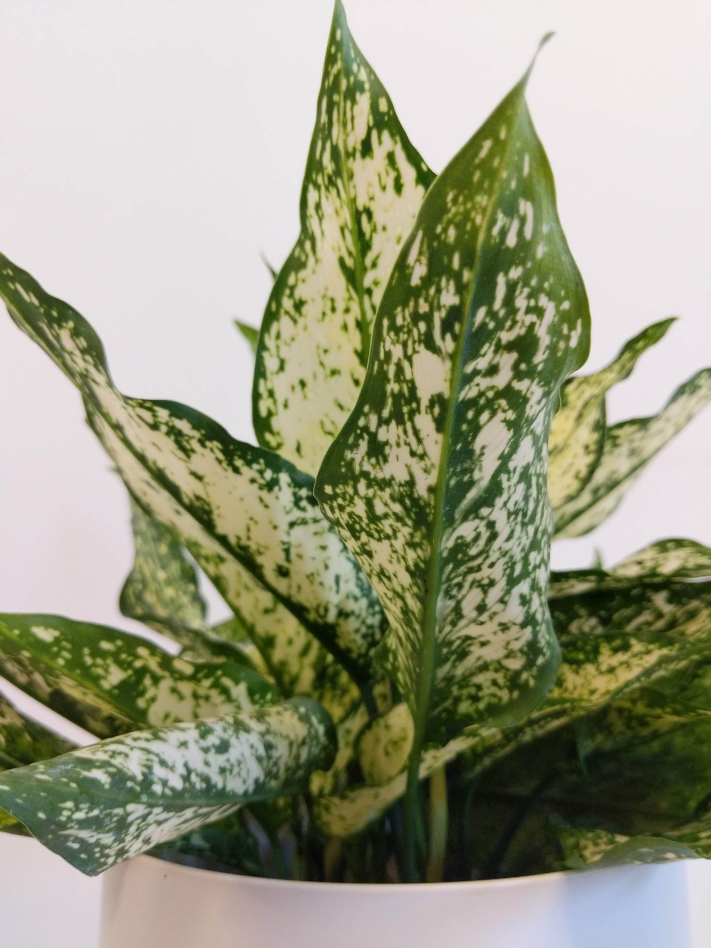 Plant Goals Plant Shop 6" Aglaonema White Dalmatian