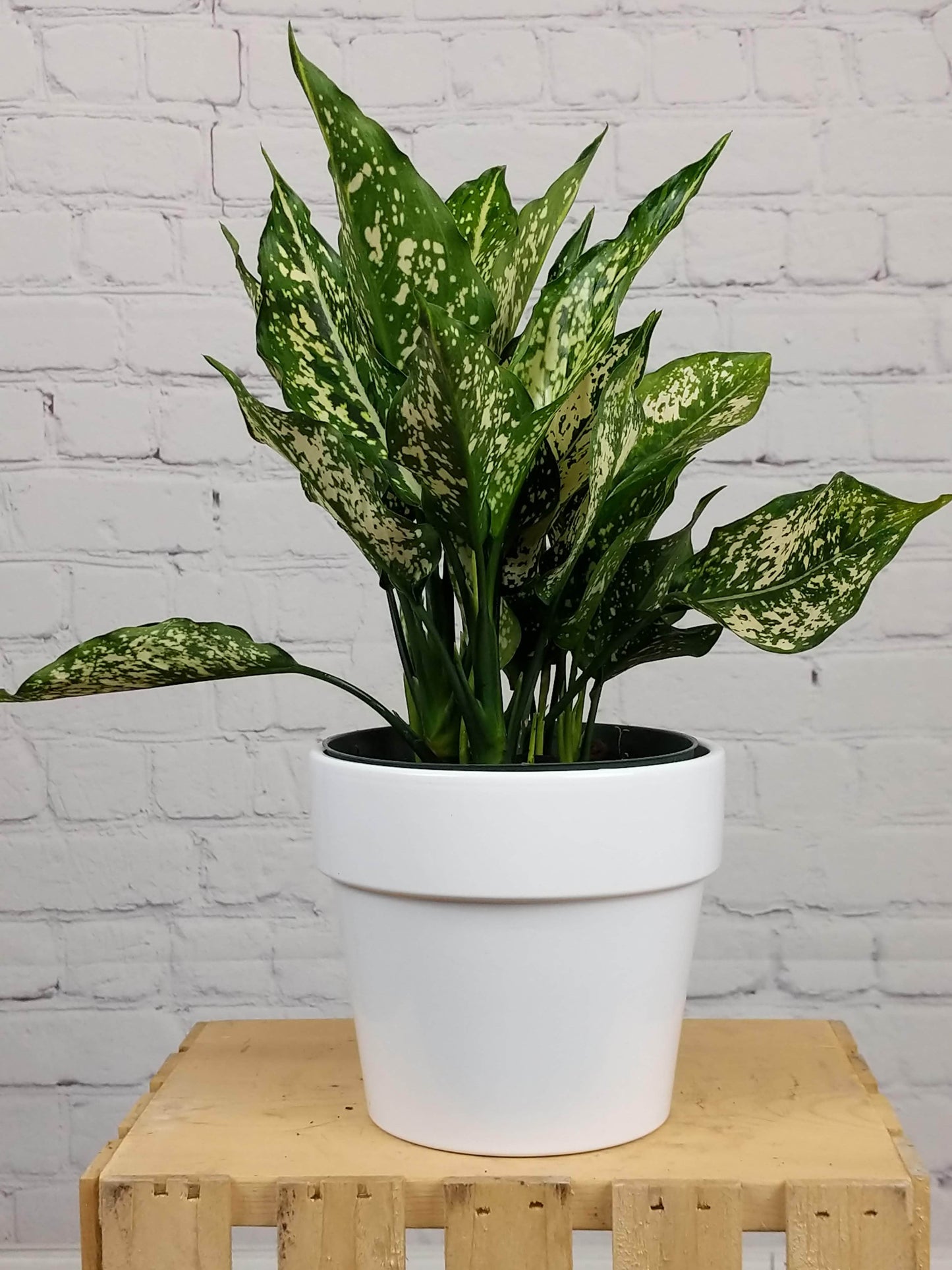 Plant Goals Plant Shop 6" Aglaonema Wintry Winehouse