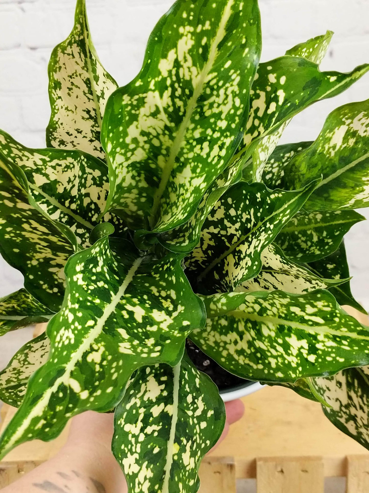 Plant Goals Plant Shop 6" Aglaonema Wintry Winehouse