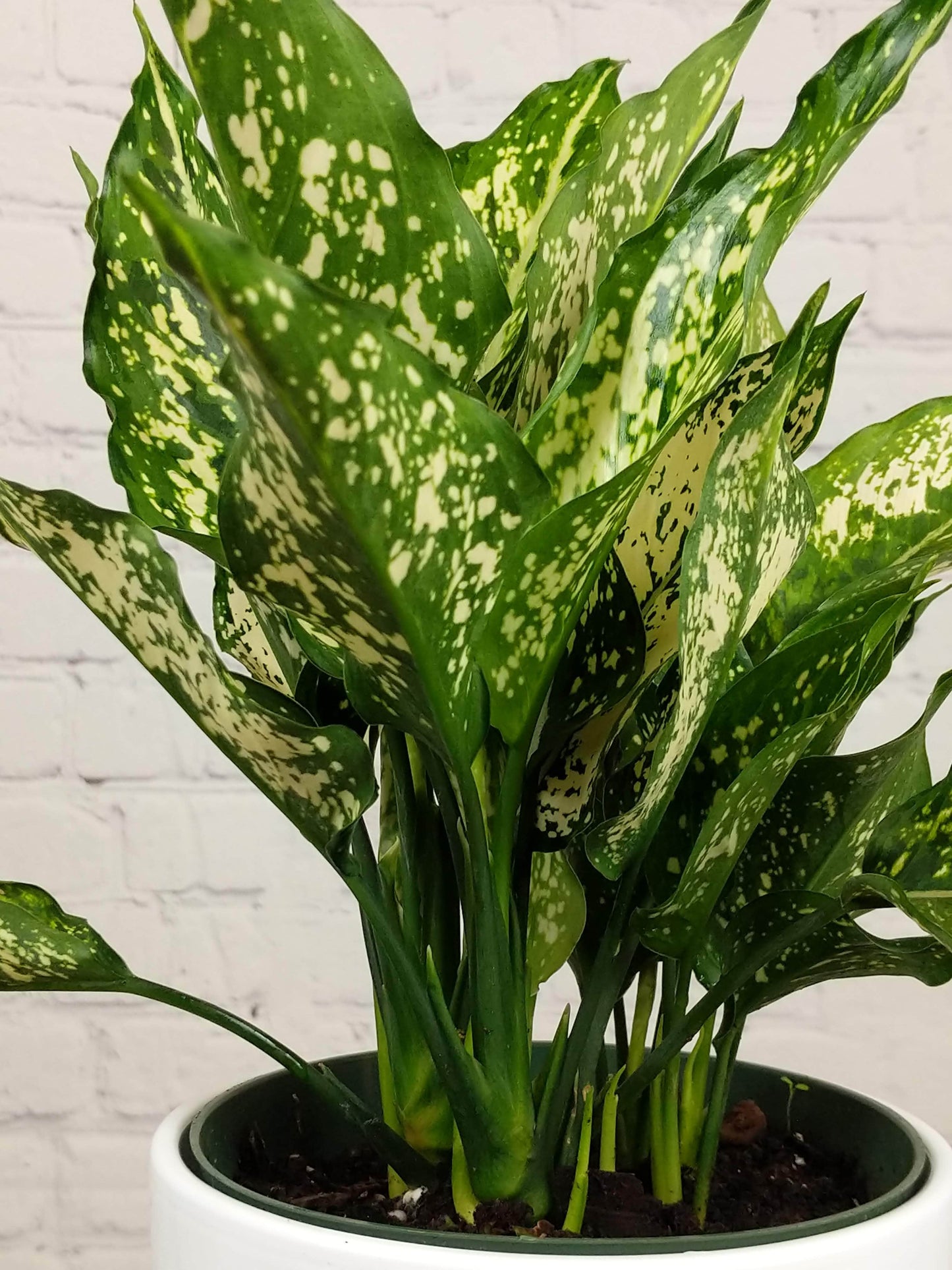Plant Goals Plant Shop 6" Aglaonema Wintry Winehouse
