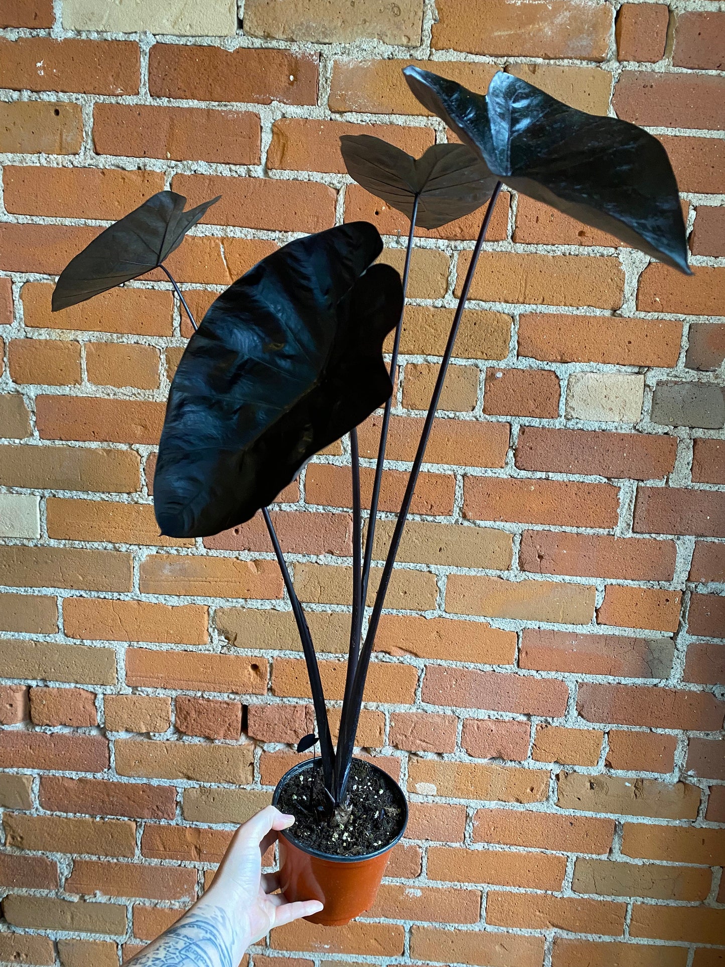 Plant Goals Plant Shop 6" Alocasia Black Sapphire Gecko