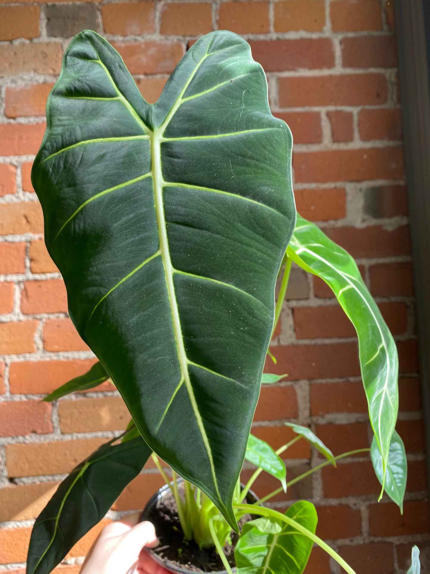 Plant Goals Plant Shop 6" Alocasia Frydek