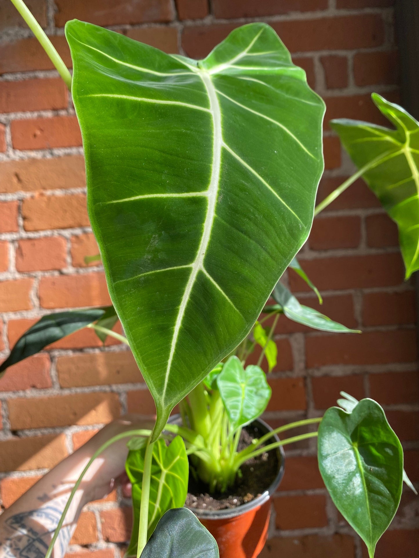 Plant Goals Plant Shop 6" Alocasia Frydek