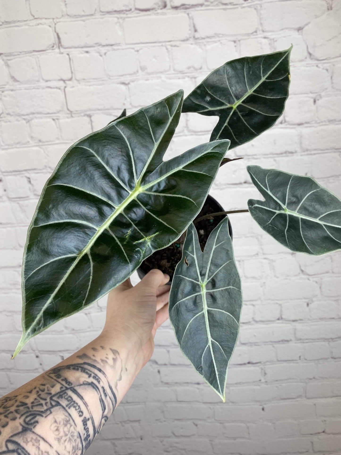 Plant Goals Plant Shop 6" Alocasia Longiloba | Dragon's Tooth