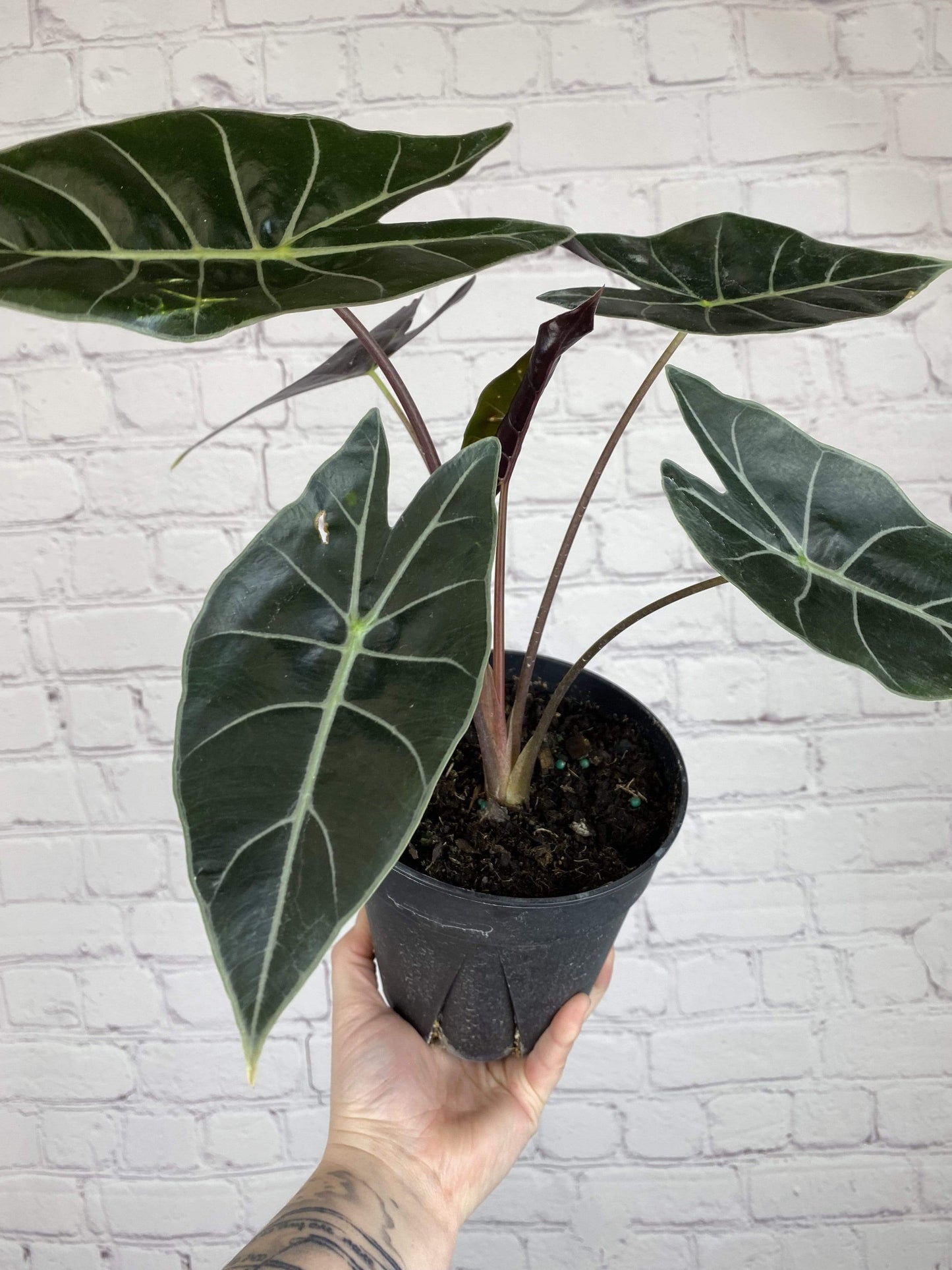 Plant Goals Plant Shop 6" Alocasia Longiloba | Dragon's Tooth