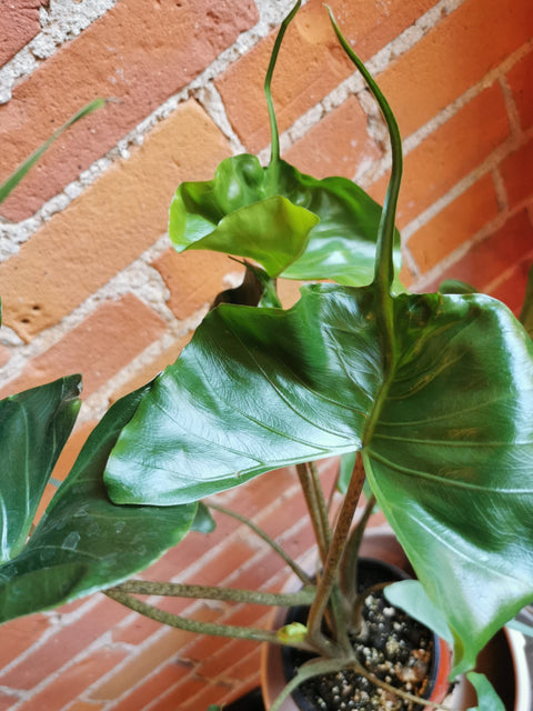 Plant Goals Plant Shop 6" Alocasia Stingray