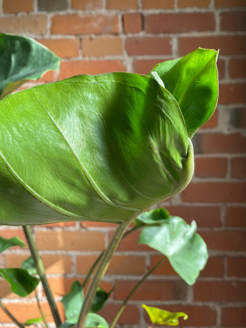 Plant Goals Plant Shop 6" Alocasia Stingray
