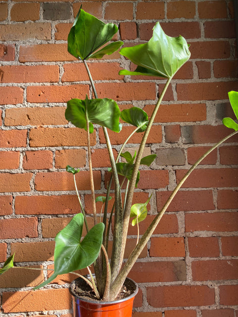 Plant Goals Plant Shop 6" Alocasia Stingray