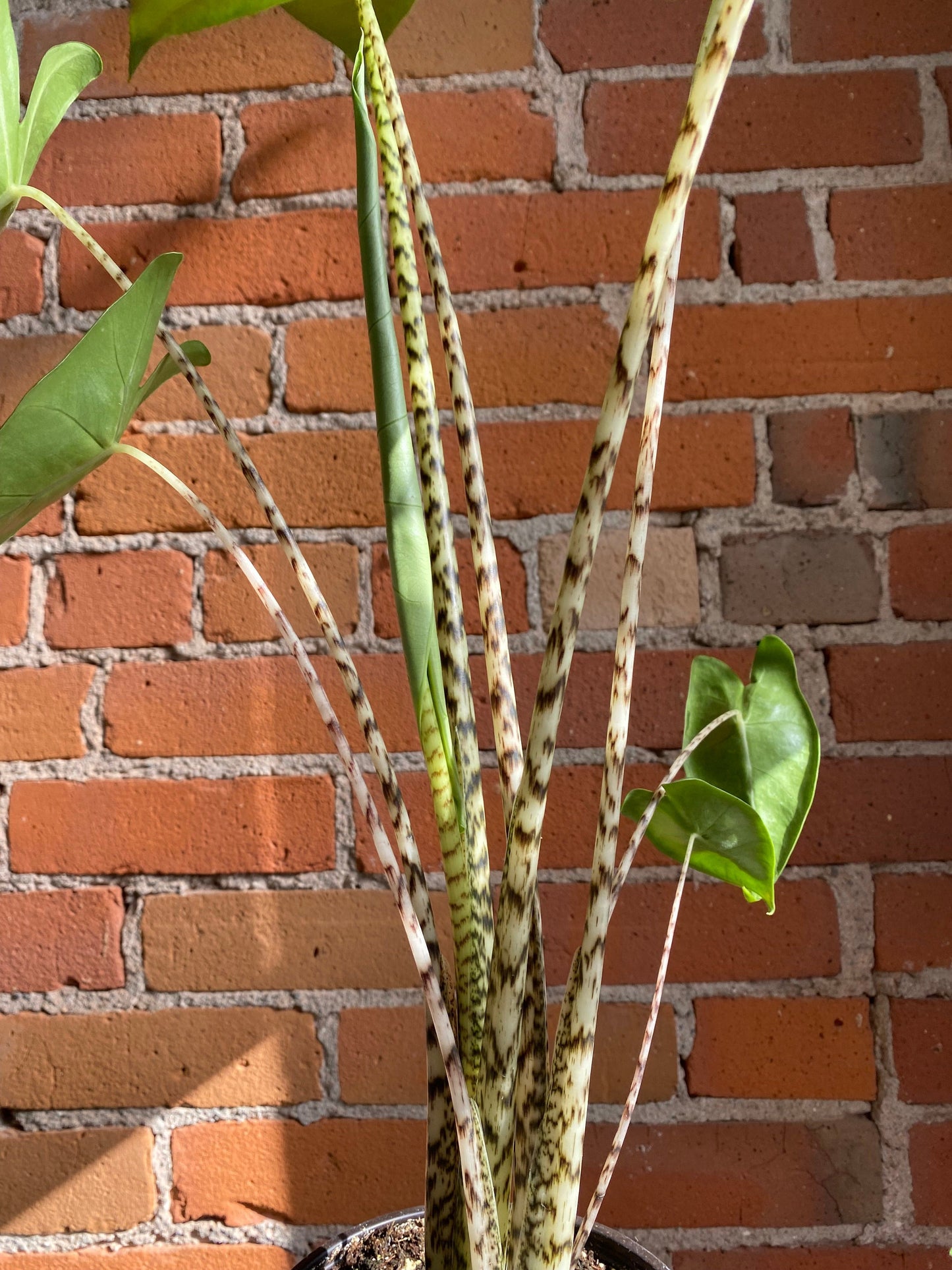 Plant Goals Plant Shop 6" Alocasia Zebrina