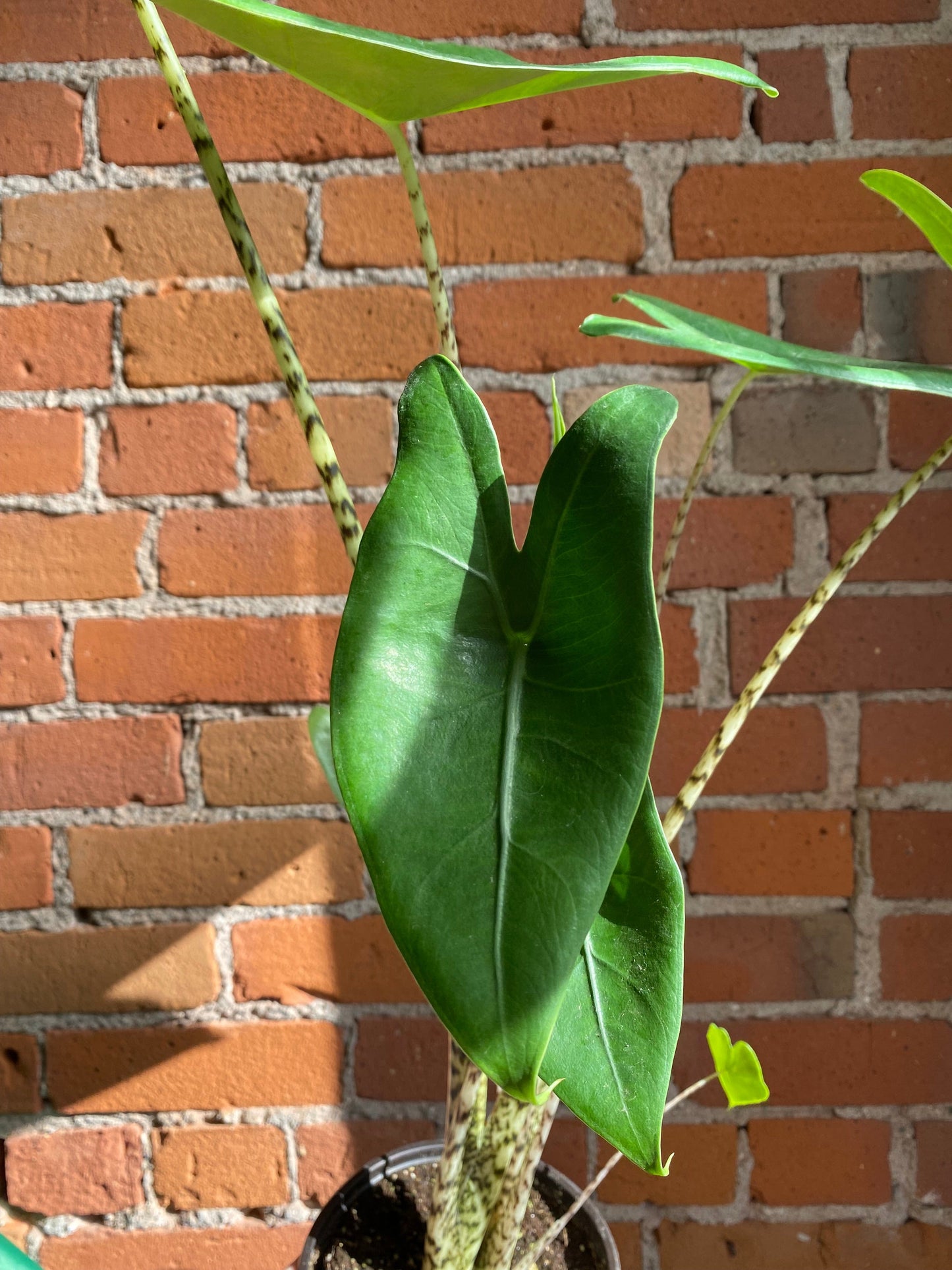 Plant Goals Plant Shop 6" Alocasia Zebrina