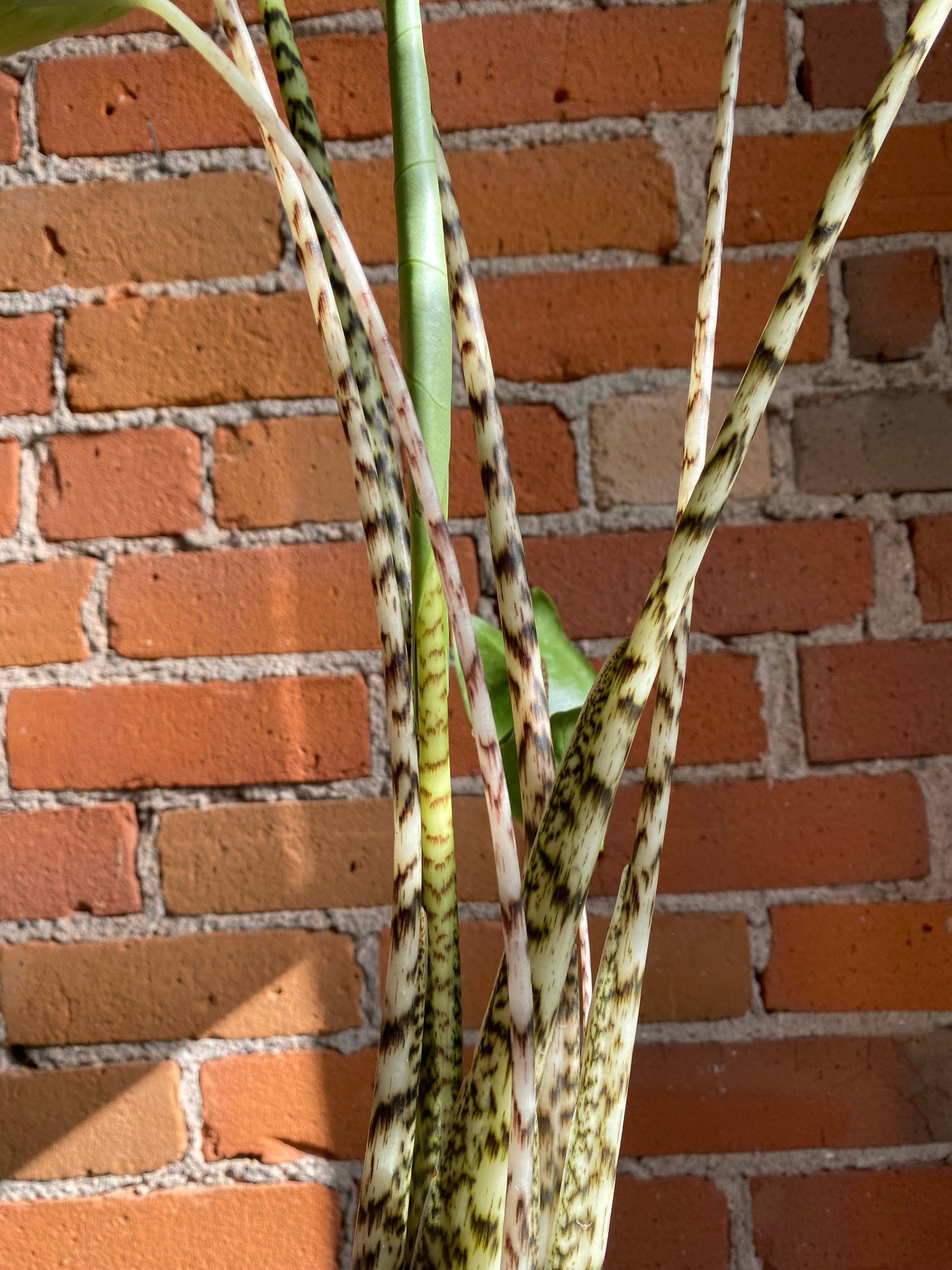 Plant Goals Plant Shop 6" Alocasia Zebrina