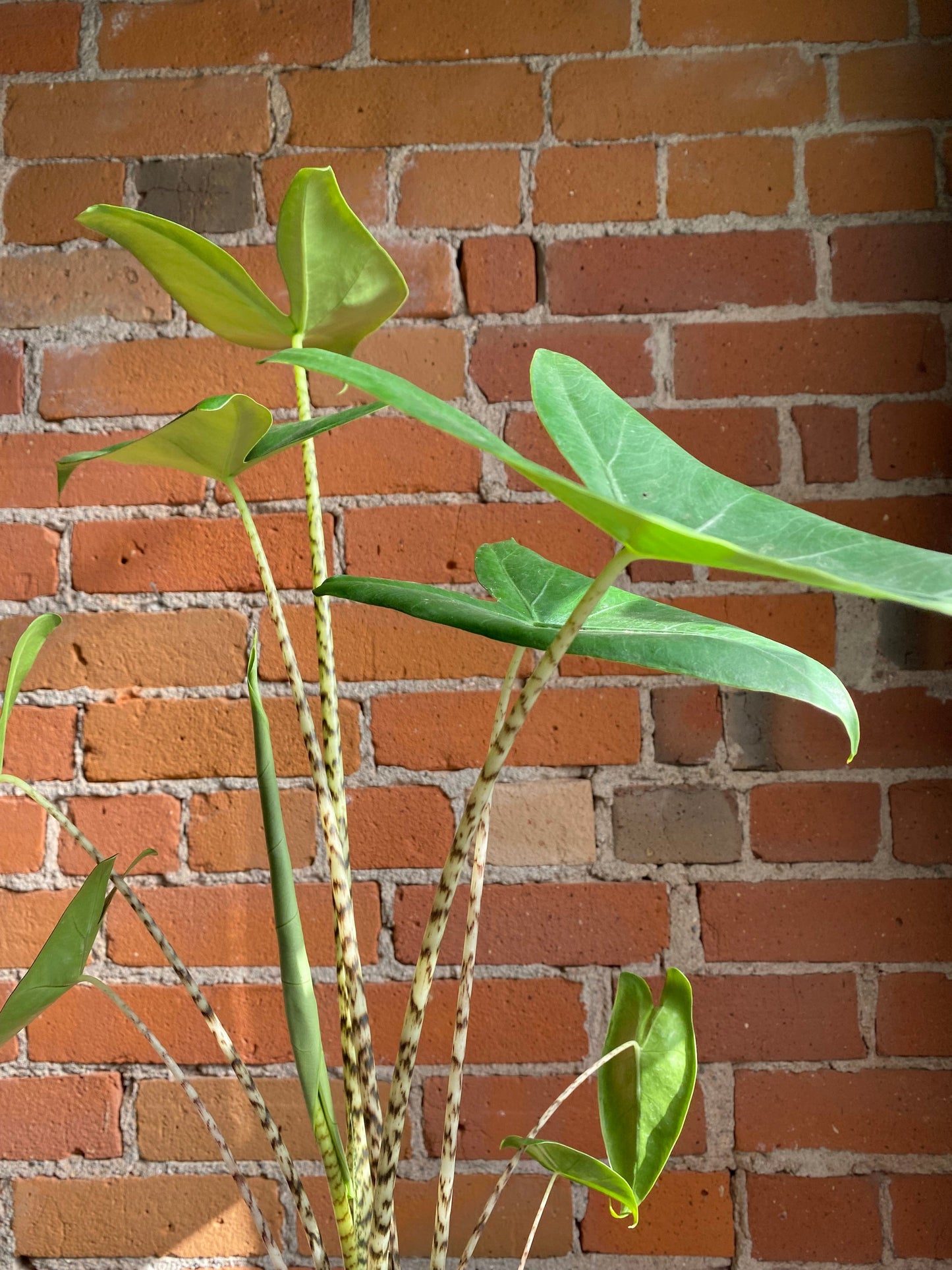Plant Goals Plant Shop 6" Alocasia Zebrina