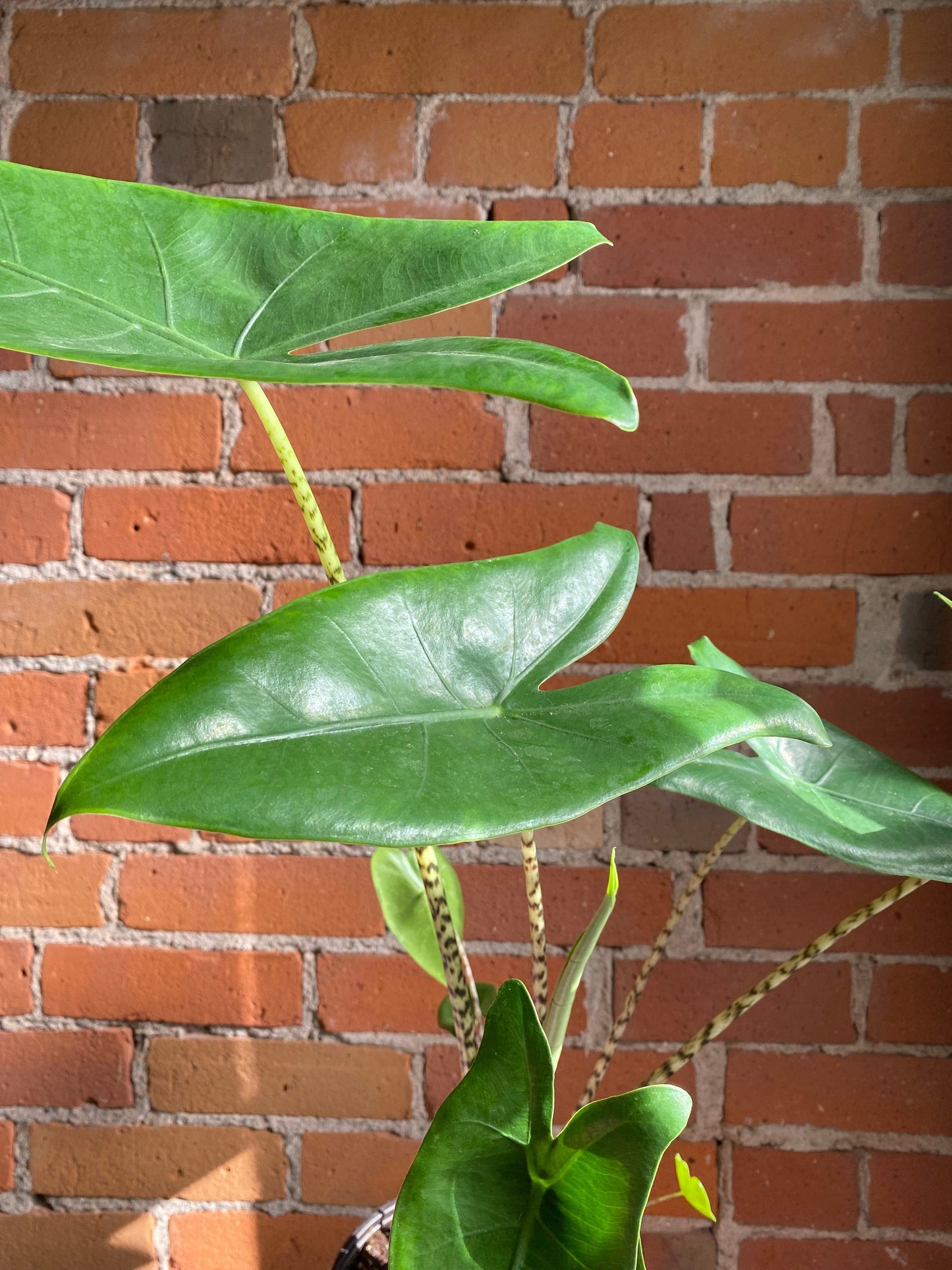 Plant Goals Plant Shop 6" Alocasia Zebrina