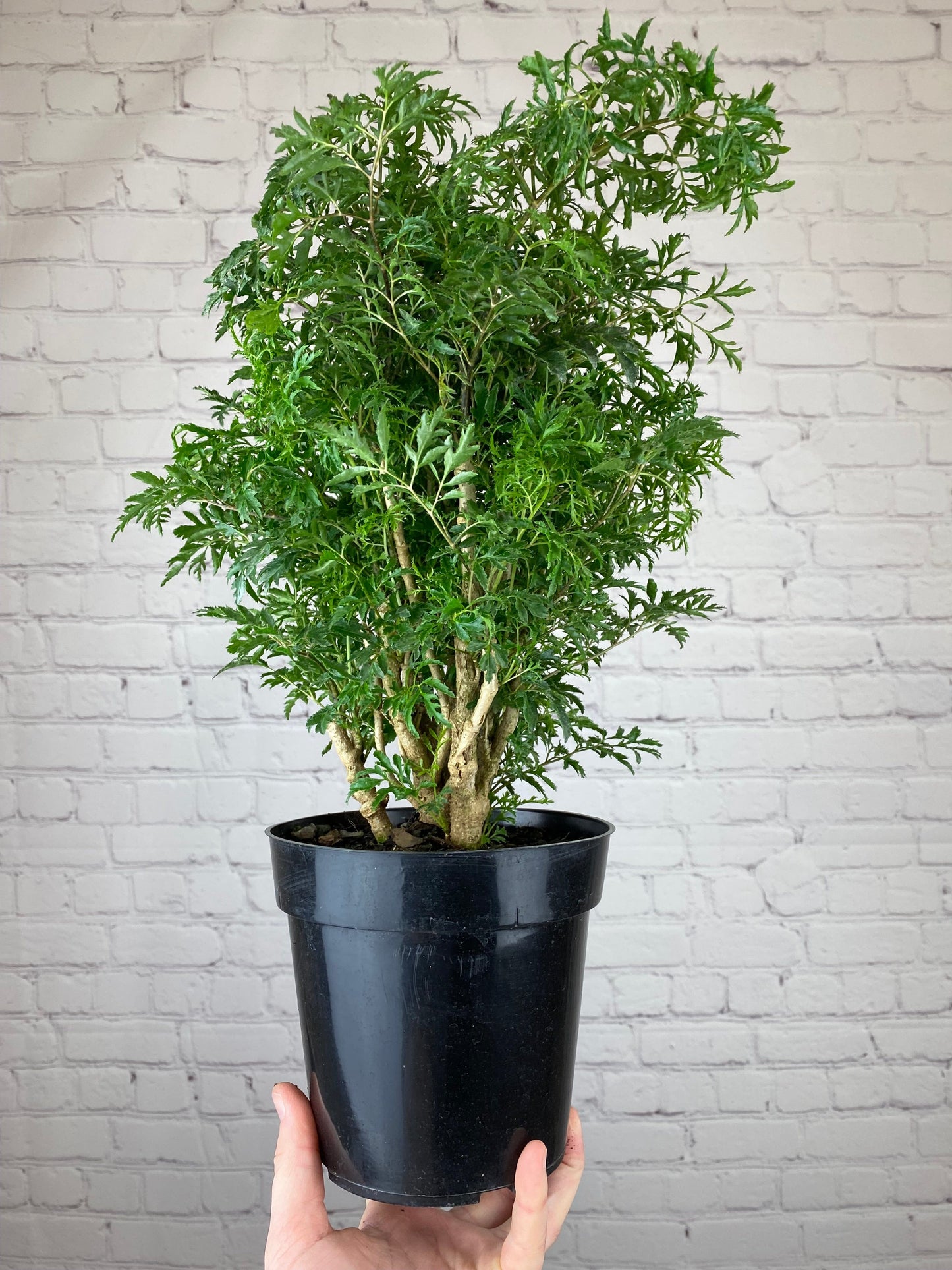 Plant Goals Plant Shop 6" Aralia Ming