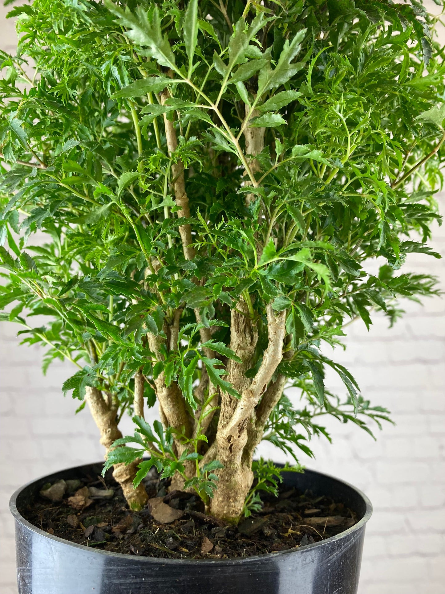Plant Goals Plant Shop 6" Aralia Ming