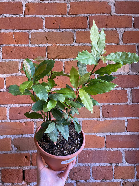 Plant Goals Plant Shop 6" Bay Laurel | Laurus Nobilis