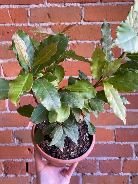 Plant Goals Plant Shop 6" Bay Laurel | Laurus Nobilis