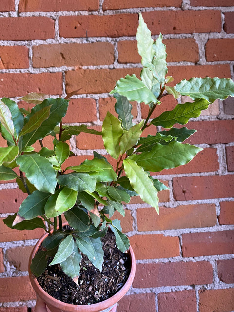 Plant Goals Plant Shop 6" Bay Laurel | Laurus Nobilis