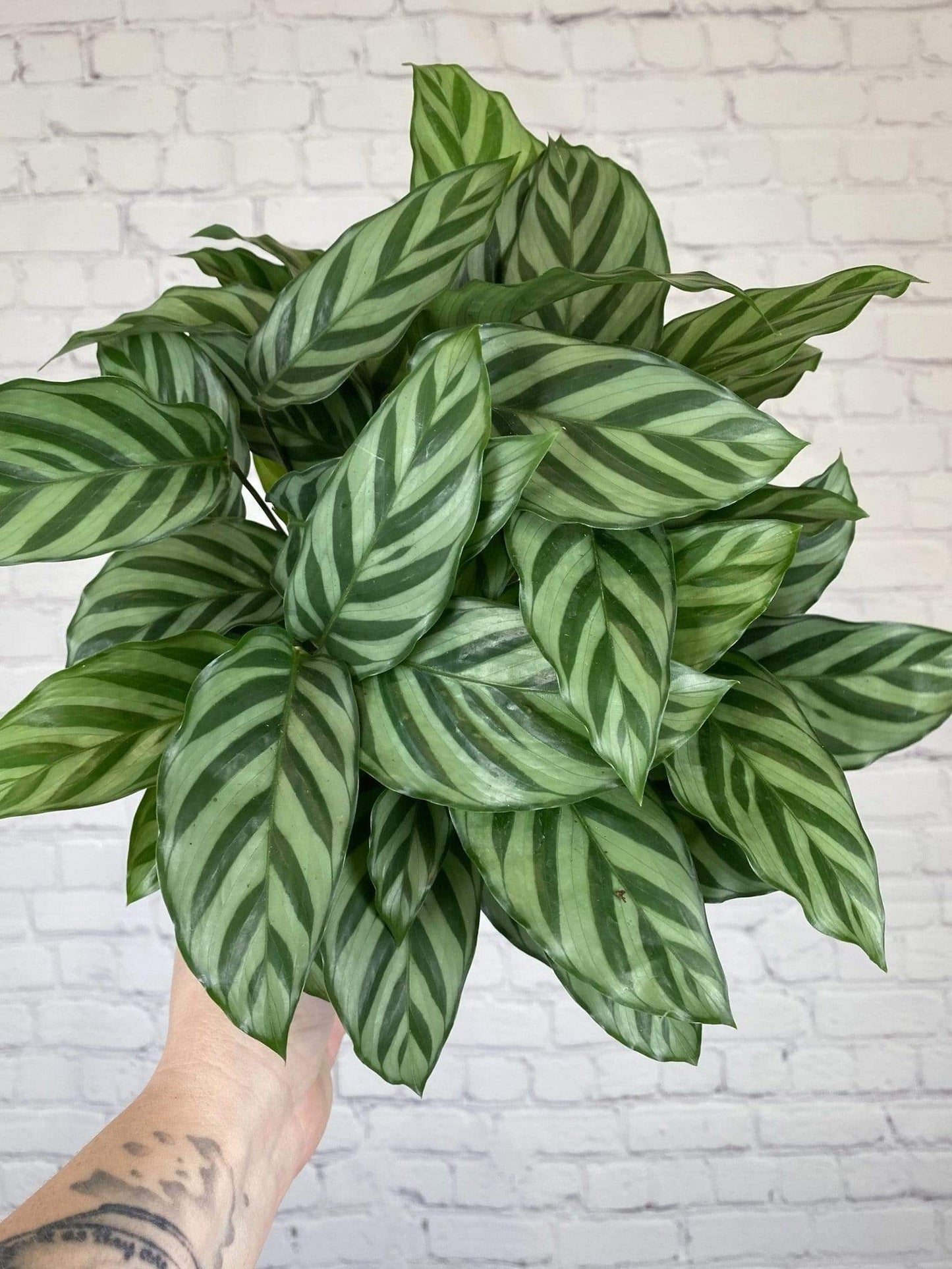 Plant Goals Plant Shop 6" Calathea Freddie