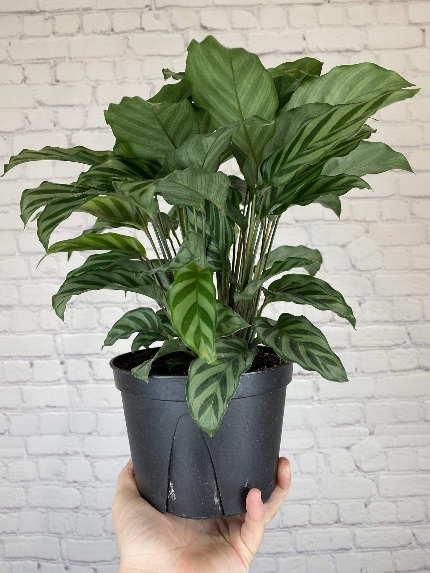 Plant Goals Plant Shop 6" Calathea Freddie