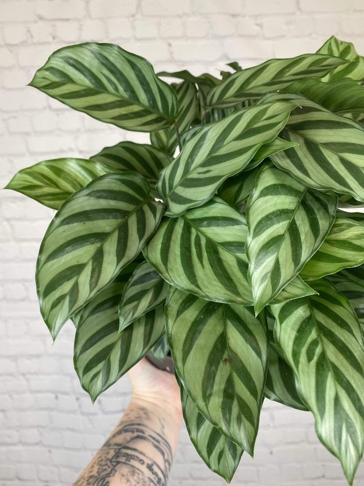 Plant Goals Plant Shop 6" Calathea Freddie