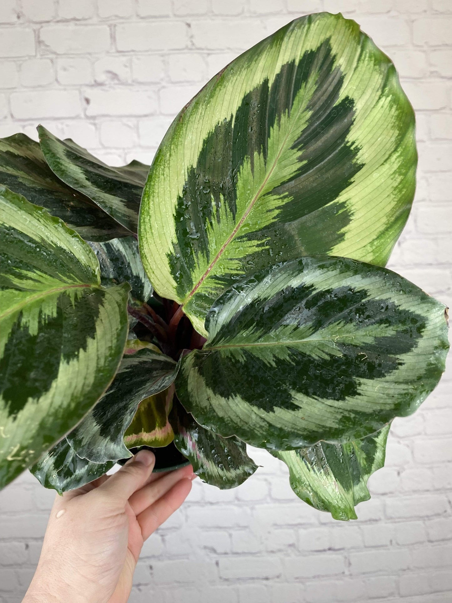 Plant Goals Plant Shop 6" Calathea Medallion