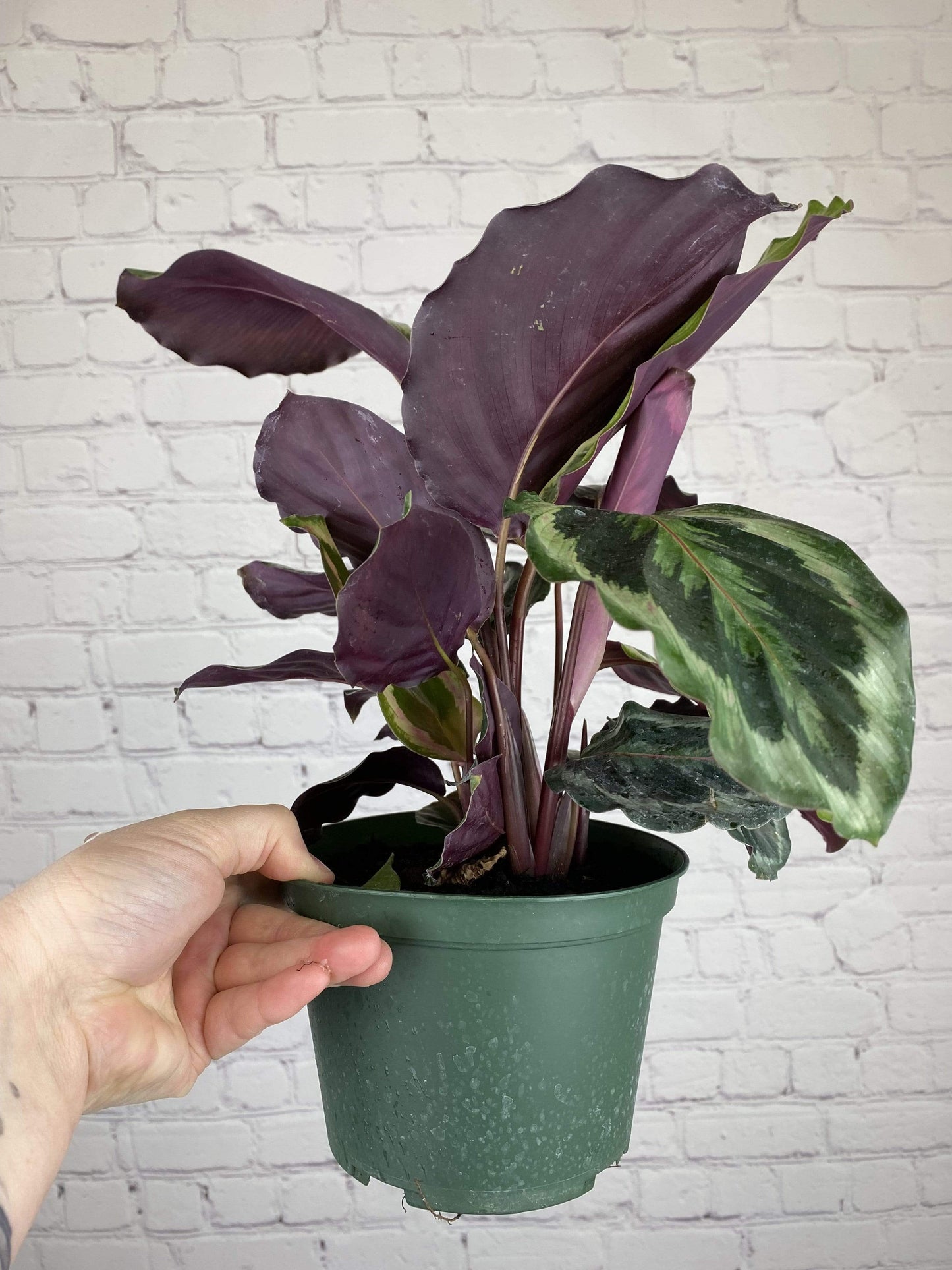 Plant Goals Plant Shop 6" Calathea Medallion
