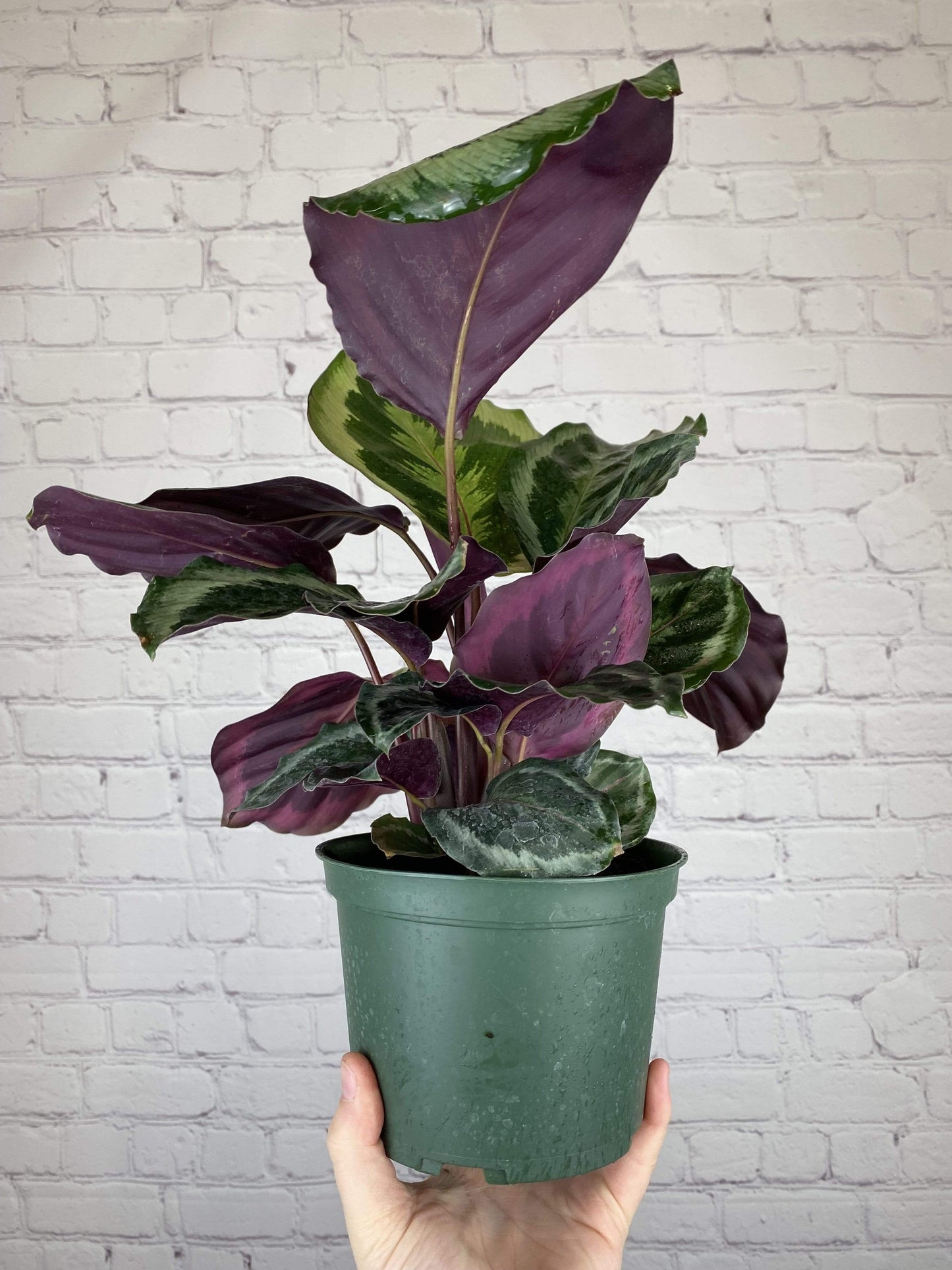Plant Goals Plant Shop 6" Calathea Medallion