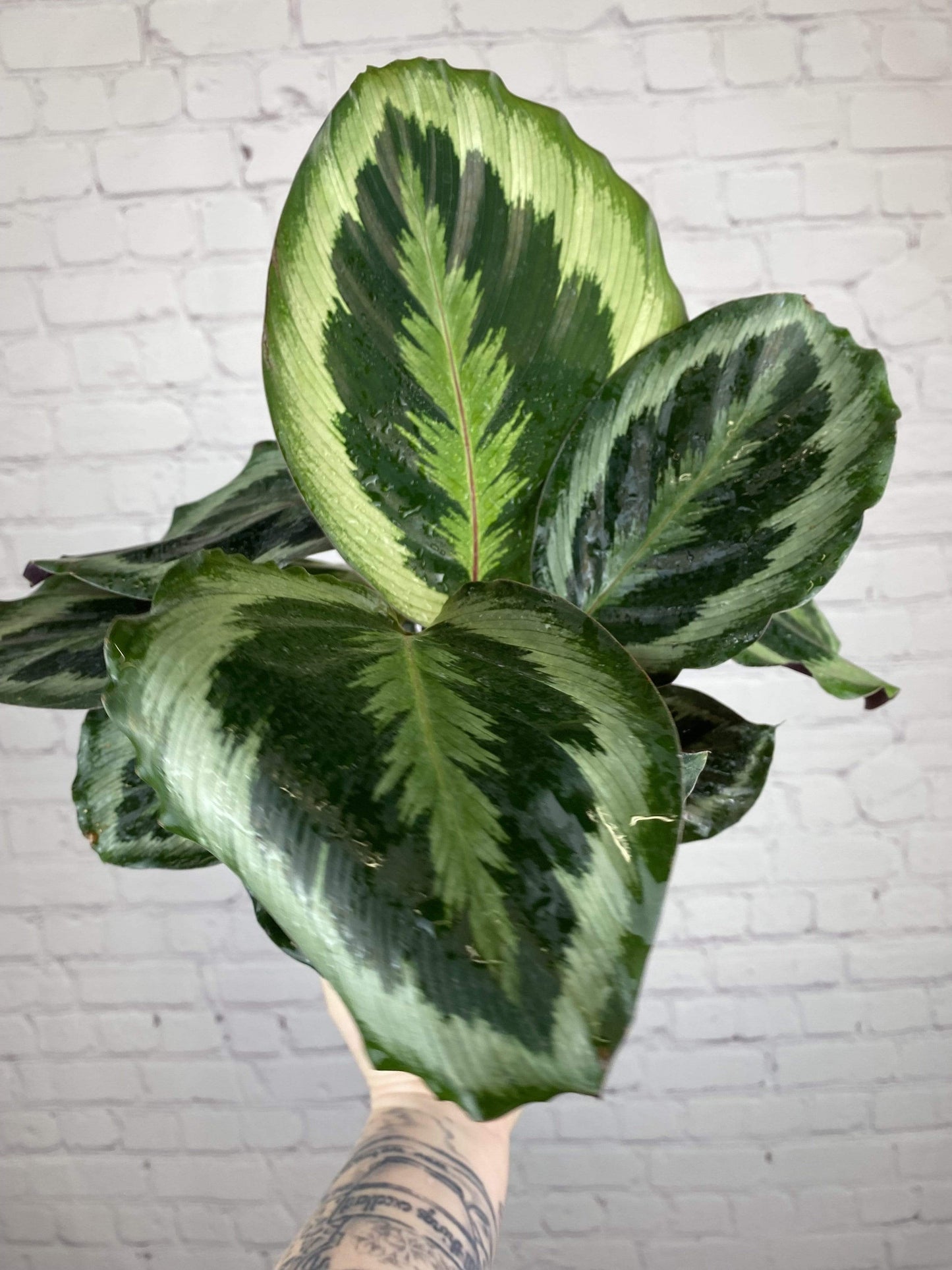 Plant Goals Plant Shop 6" Calathea Medallion