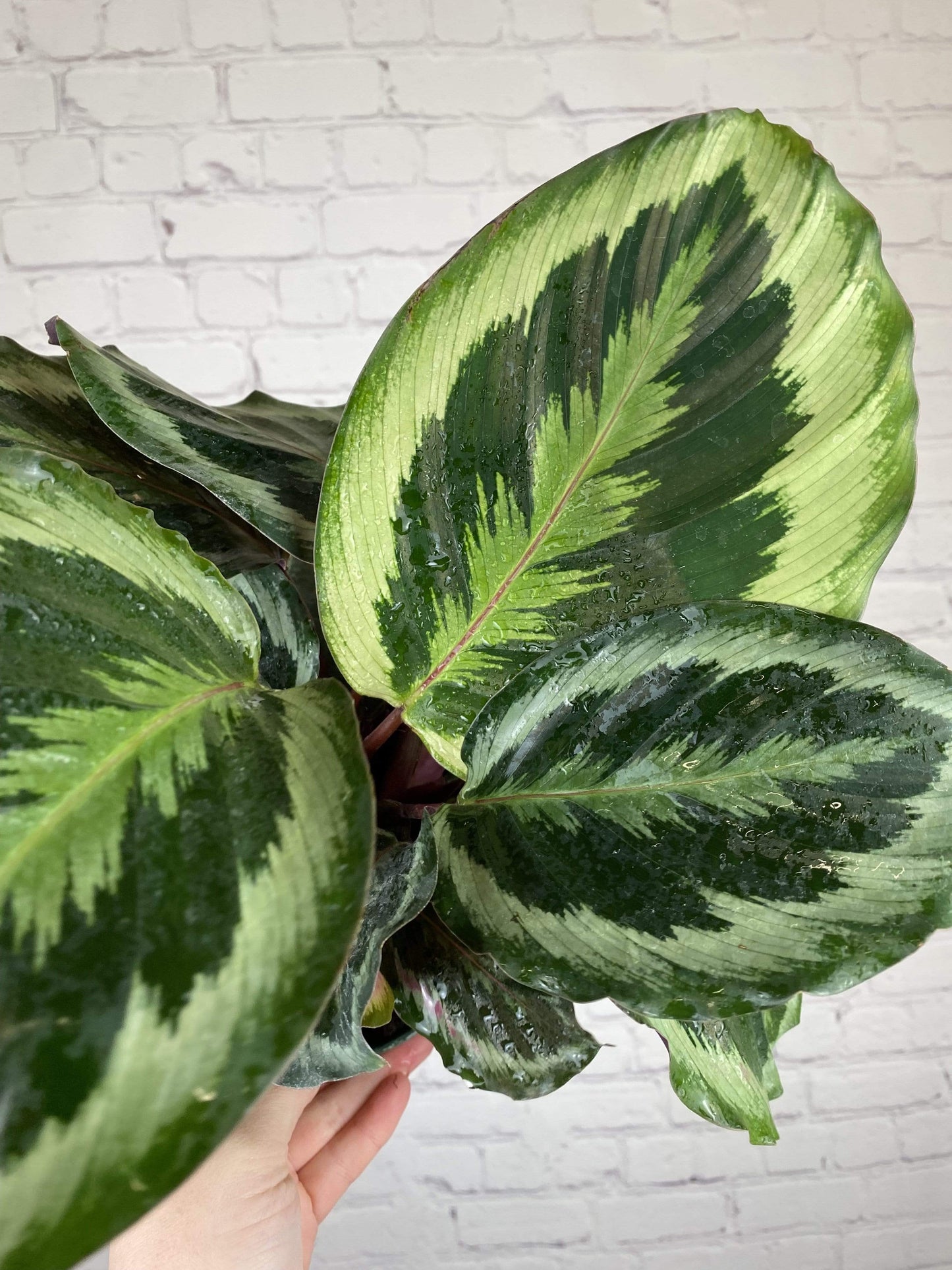Plant Goals Plant Shop 6" Calathea Medallion