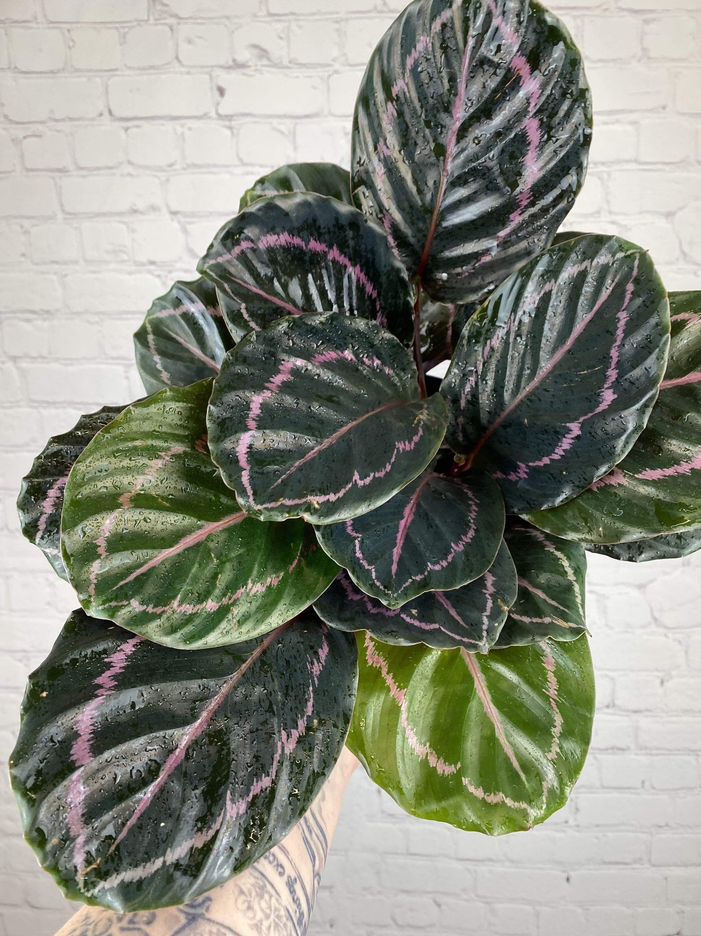 Plant Goals Plant Shop 6" Calathea Roseopicta