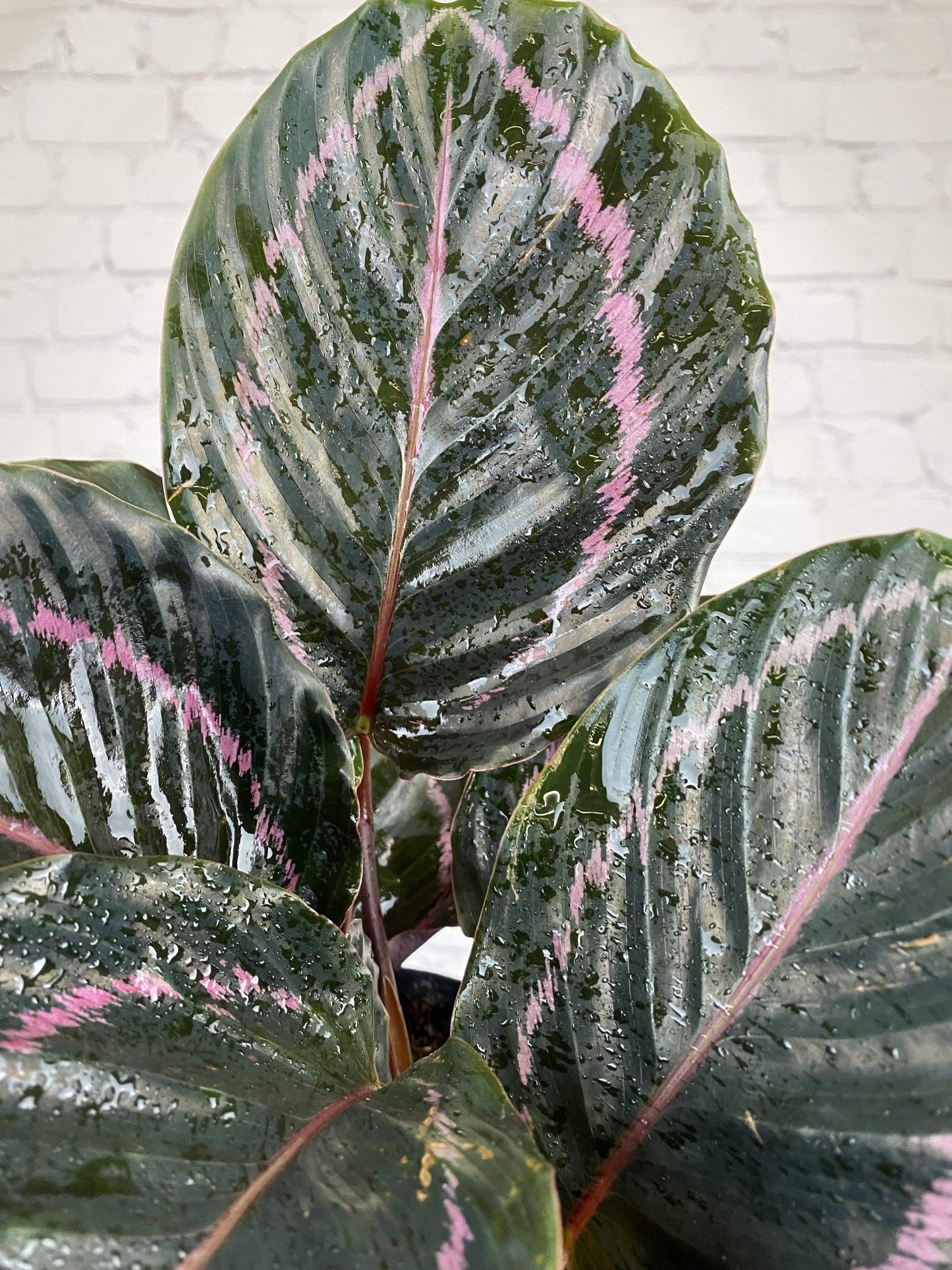Plant Goals Plant Shop 6" Calathea Roseopicta