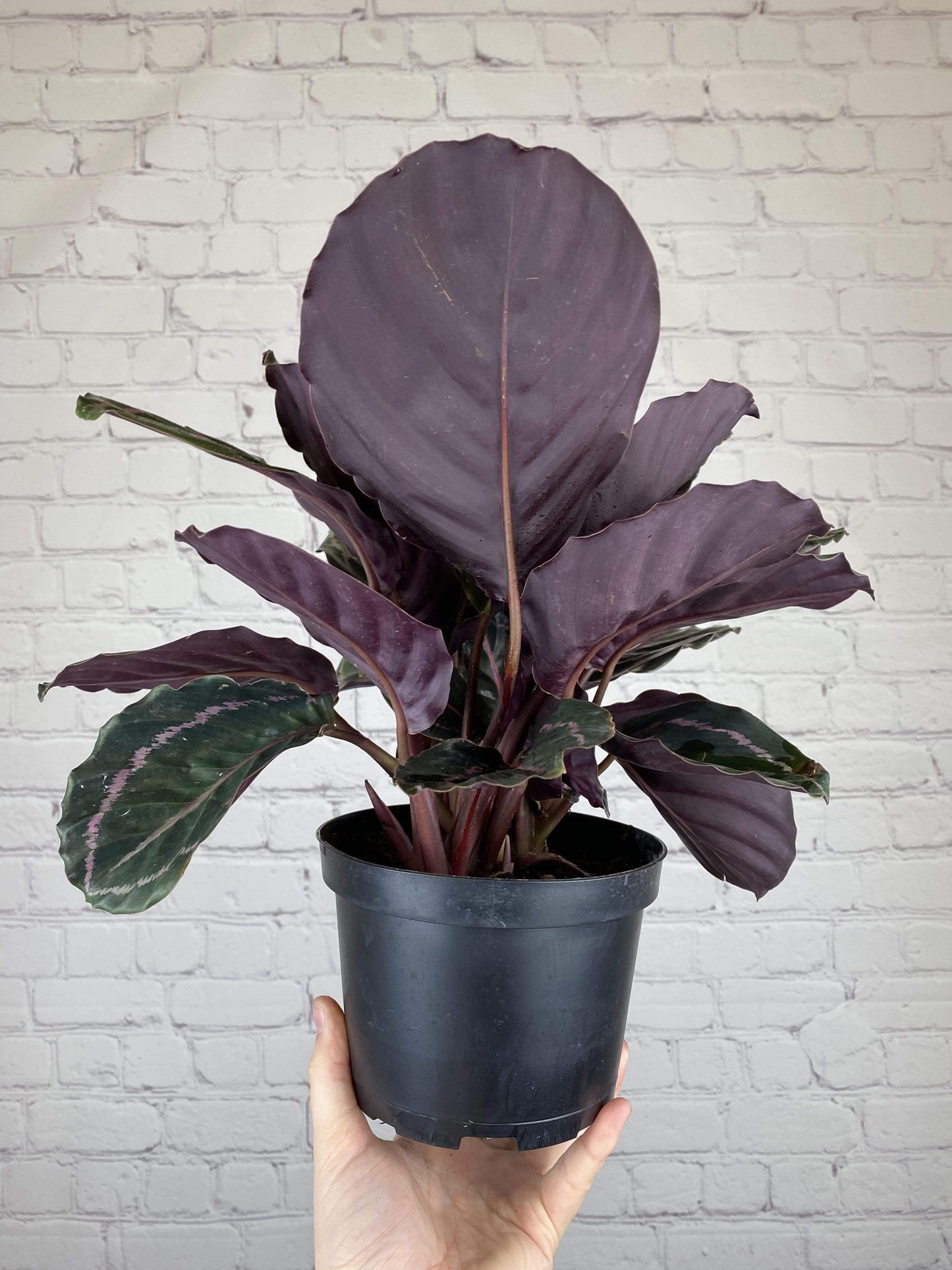 Plant Goals Plant Shop 6" Calathea Roseopicta