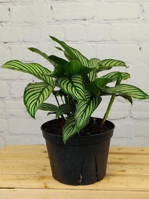 Plant Goals Plant Shop 6" Calathea Vittata