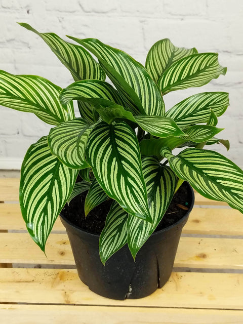 Plant Goals Plant Shop 6" Calathea Vittata