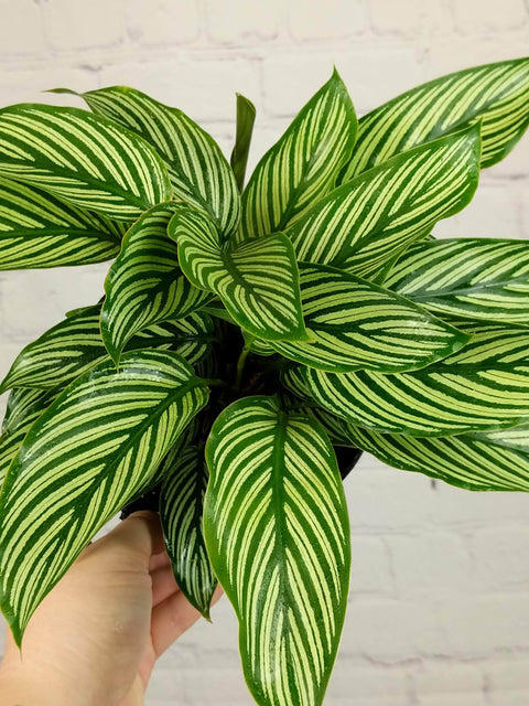 Plant Goals Plant Shop 6" Calathea Vittata