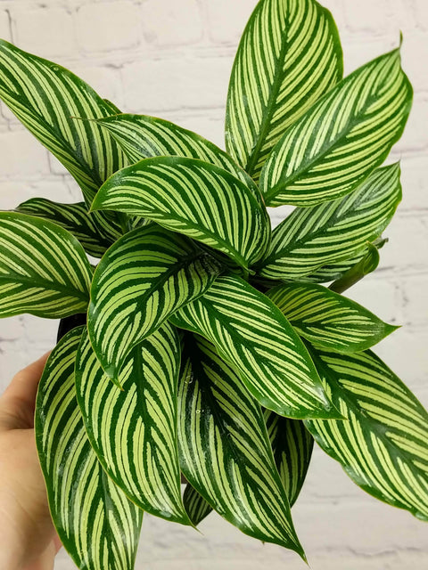 Plant Goals Plant Shop 6" Calathea Vittata