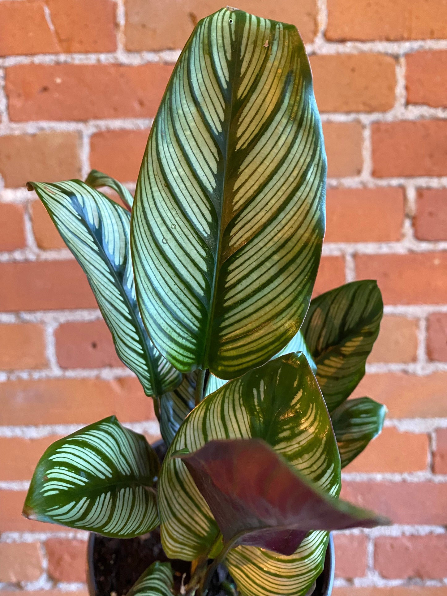 Plant Goals Plant Shop 6" Calathea White Star