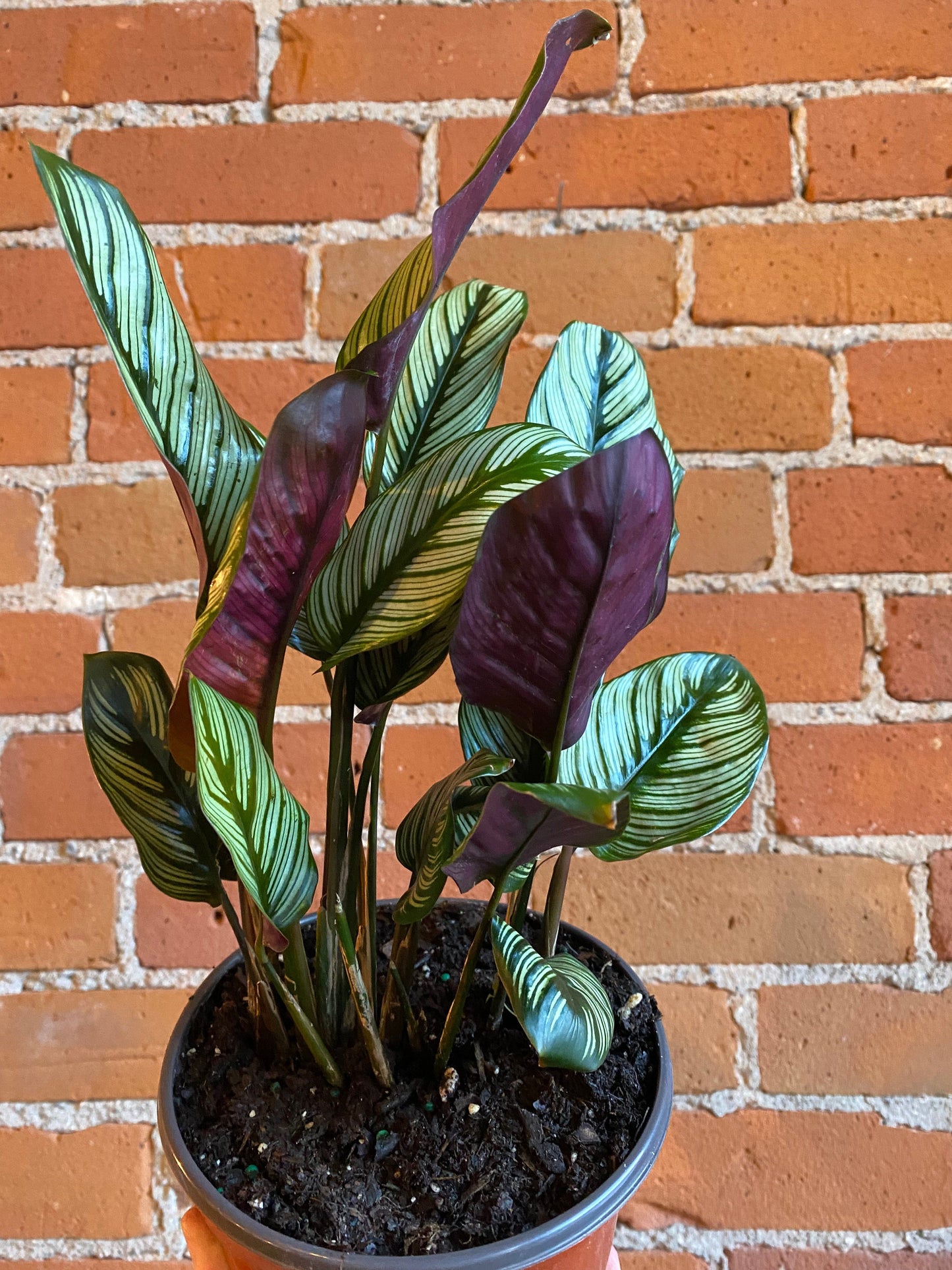 Plant Goals Plant Shop 6" Calathea White Star