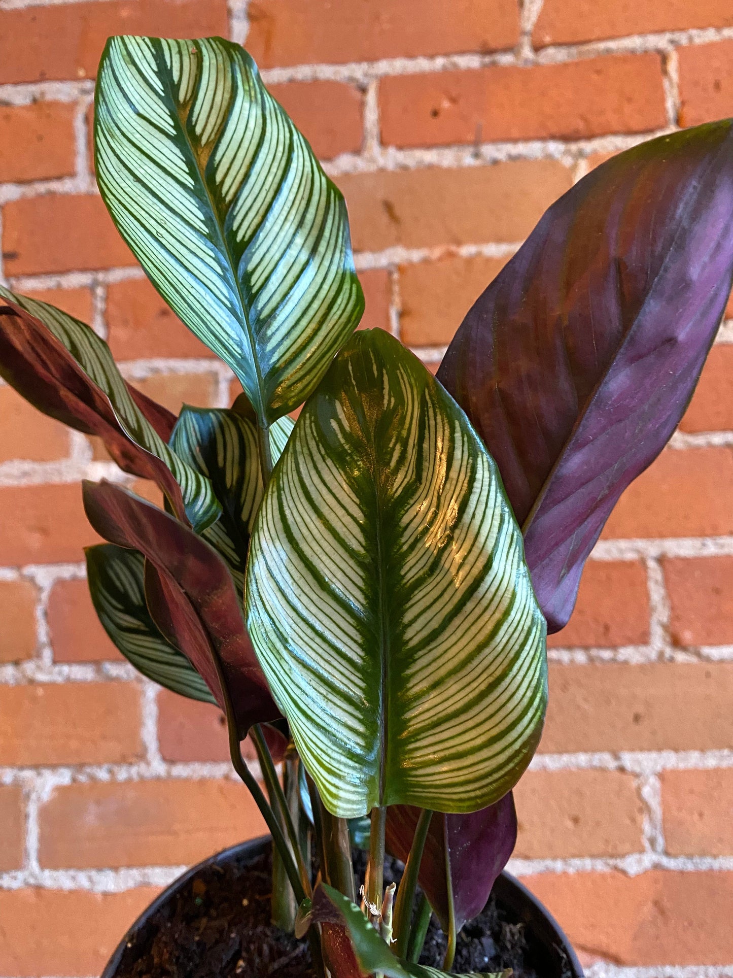 Plant Goals Plant Shop 6" Calathea White Star