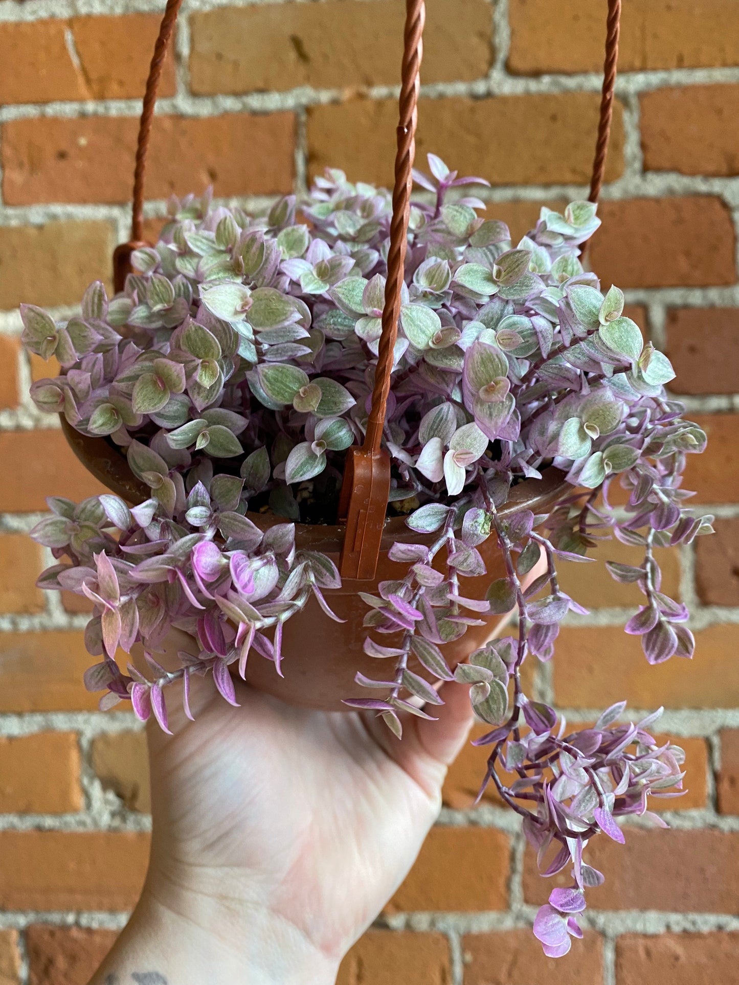 Plant Goals Plant Shop 6" Callisia Repens Pink Panther Hanging Basket