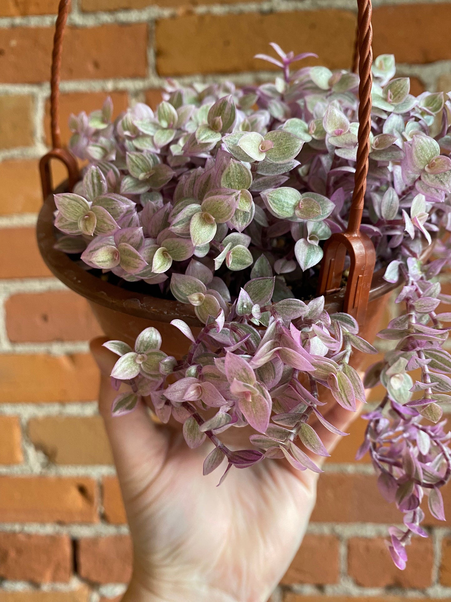 Plant Goals Plant Shop 6" Callisia Repens Pink Panther Hanging Basket