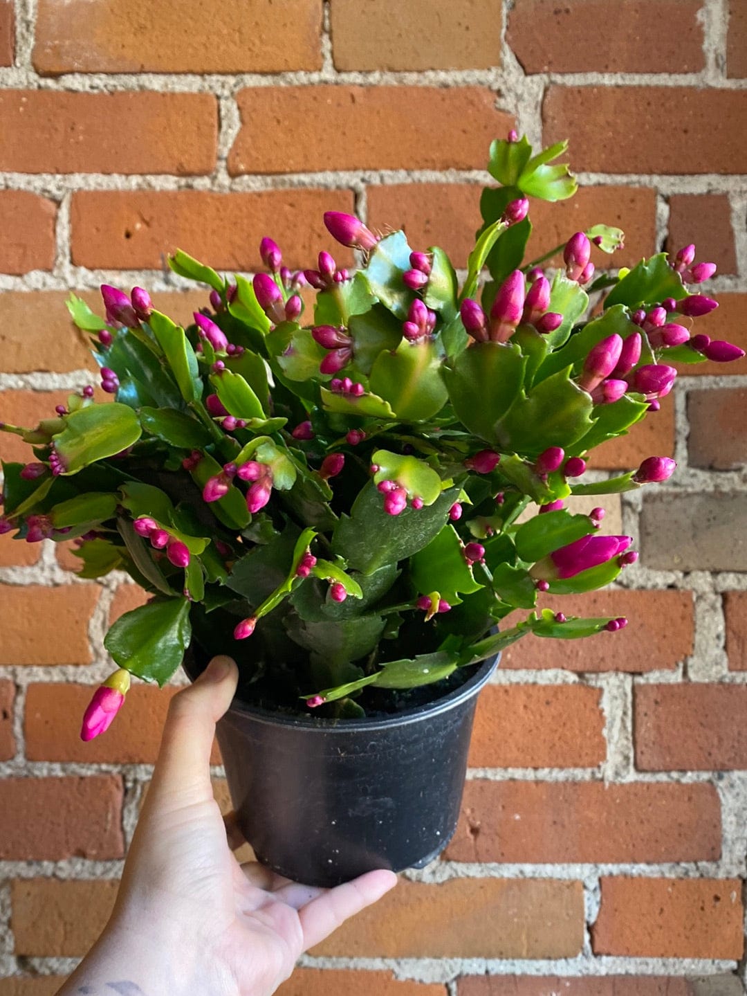 Plant Goals Plant Shop 6" Christmas Cactus