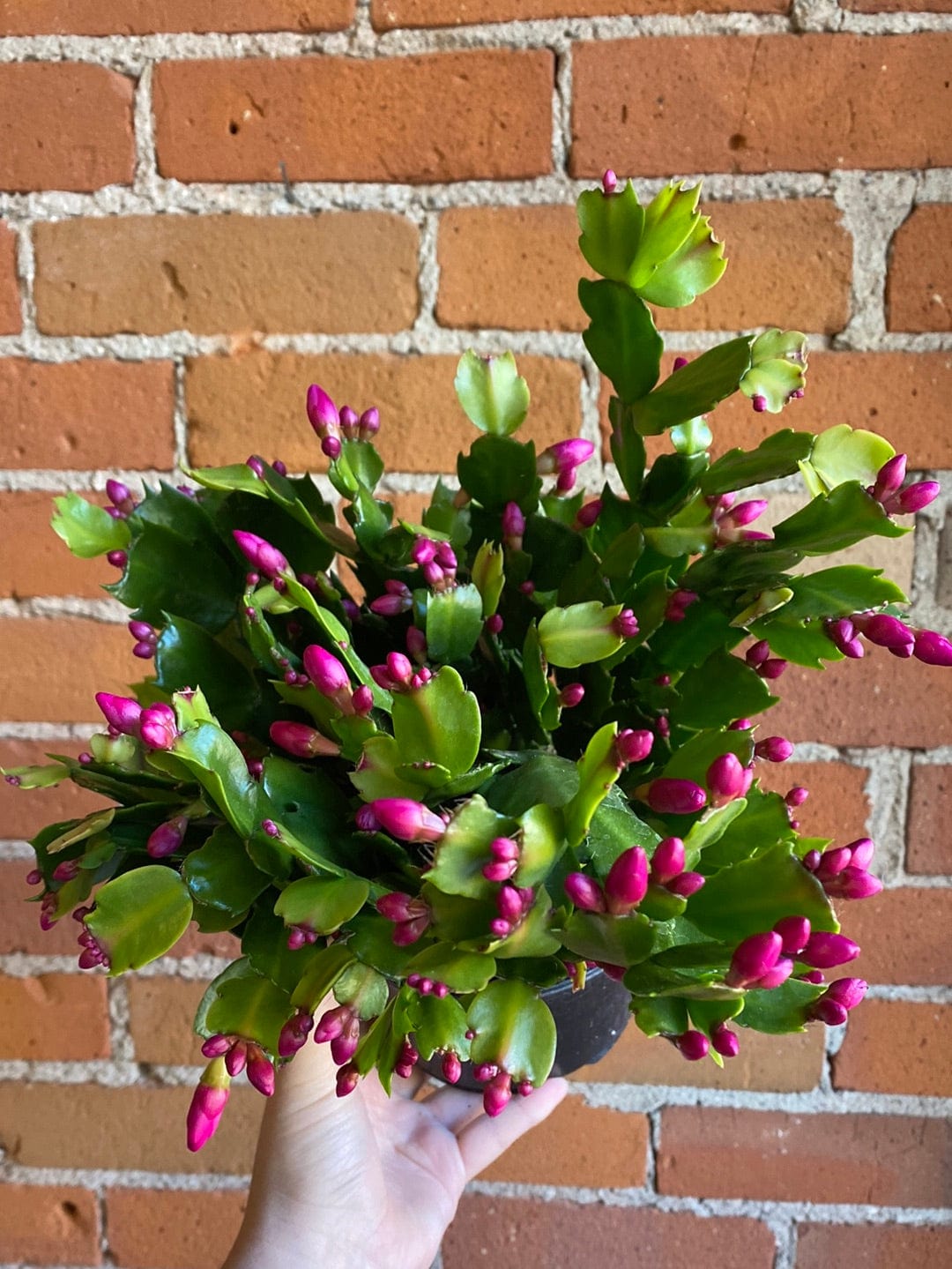 Plant Goals Plant Shop 6" Christmas Cactus