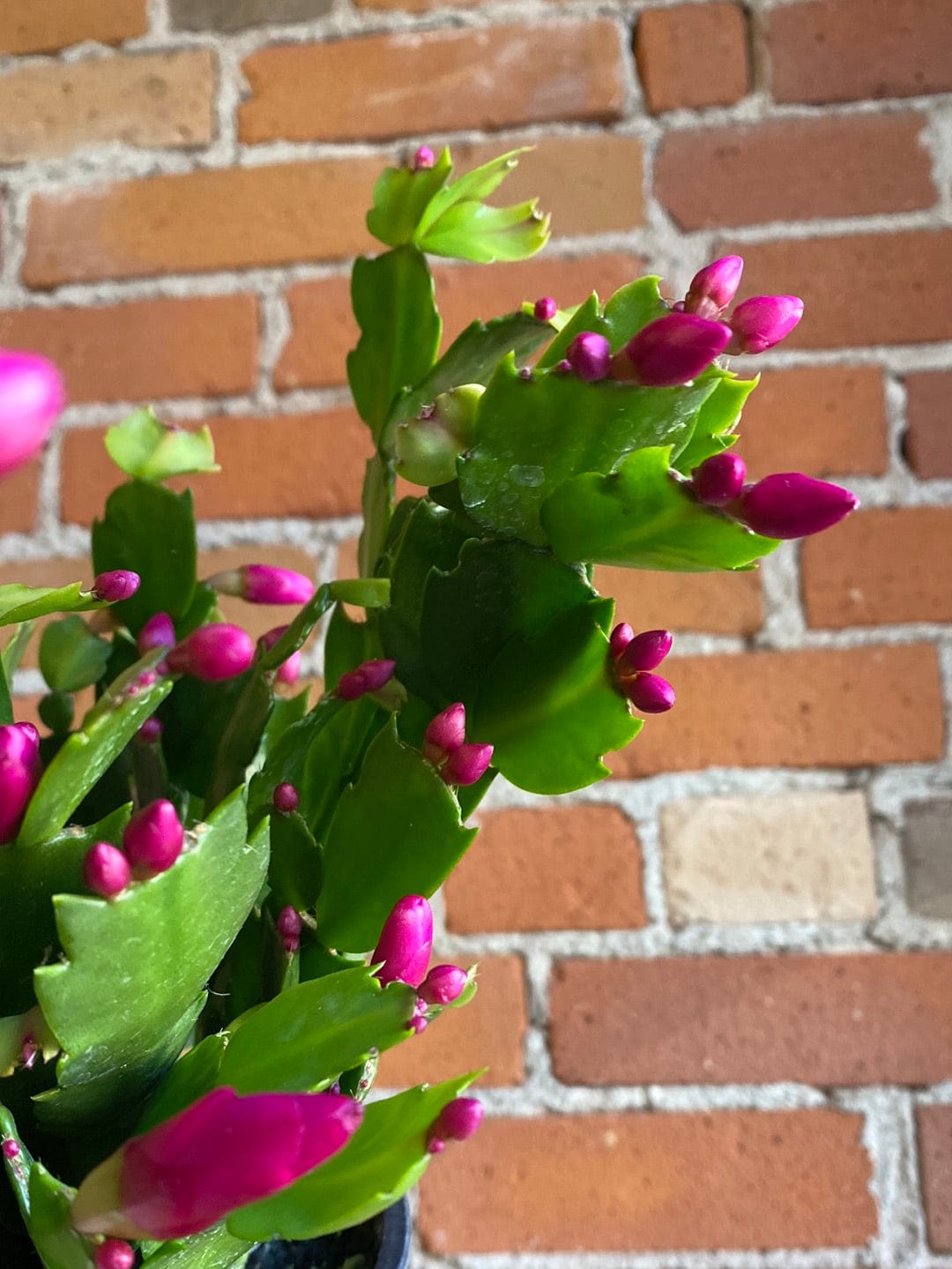 Plant Goals Plant Shop 6" Christmas Cactus