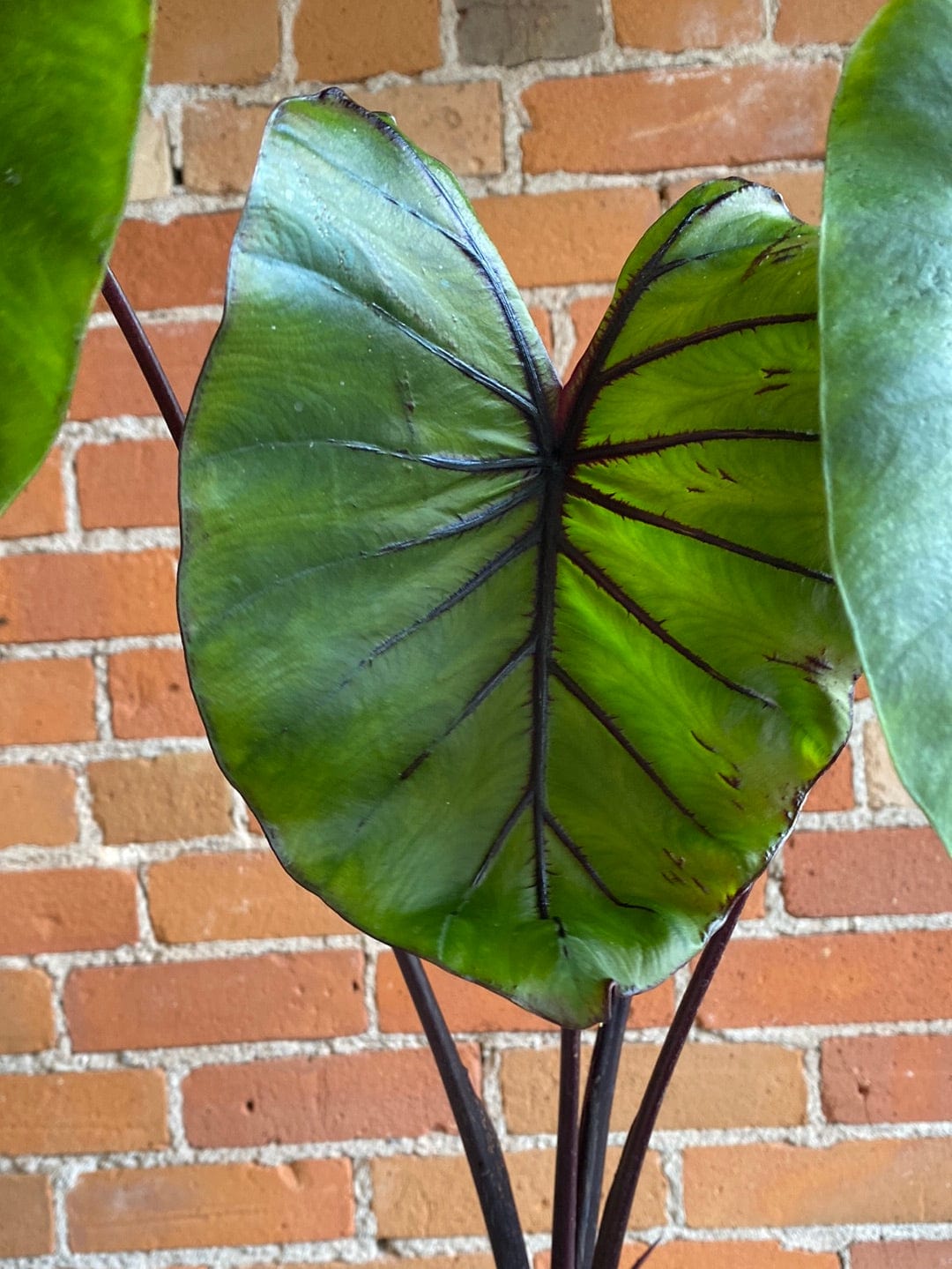 Plant Goals Plant Shop 6" Colocasia Pharaoh's Mask