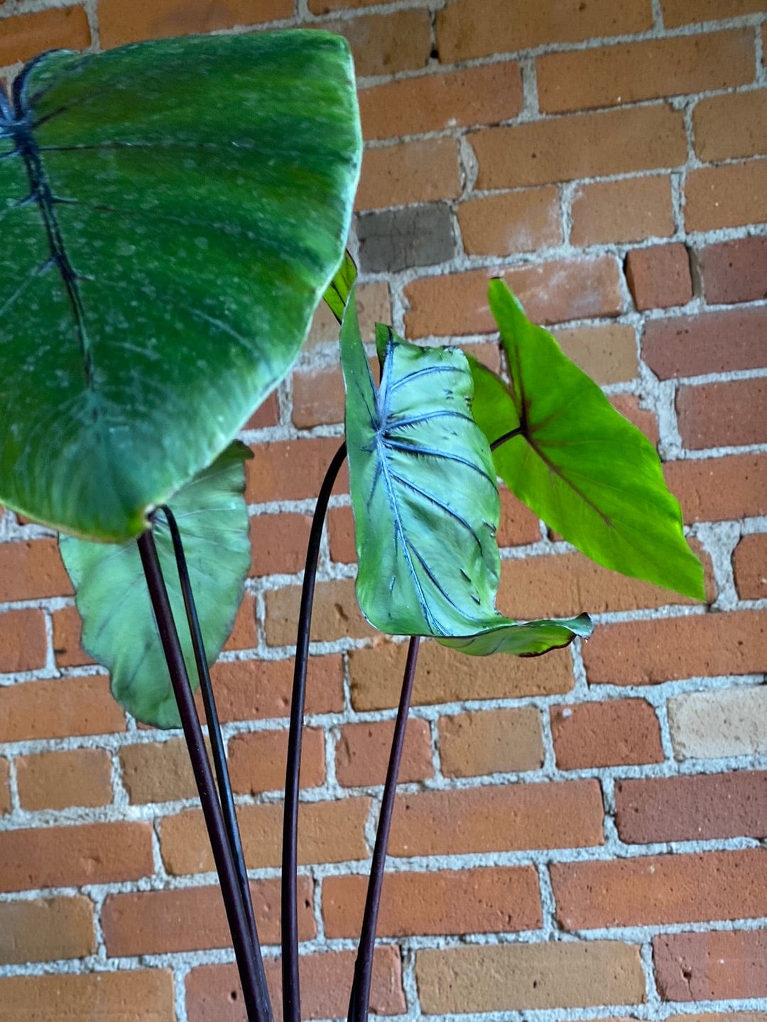 Plant Goals Plant Shop 6" Colocasia Pharaoh's Mask