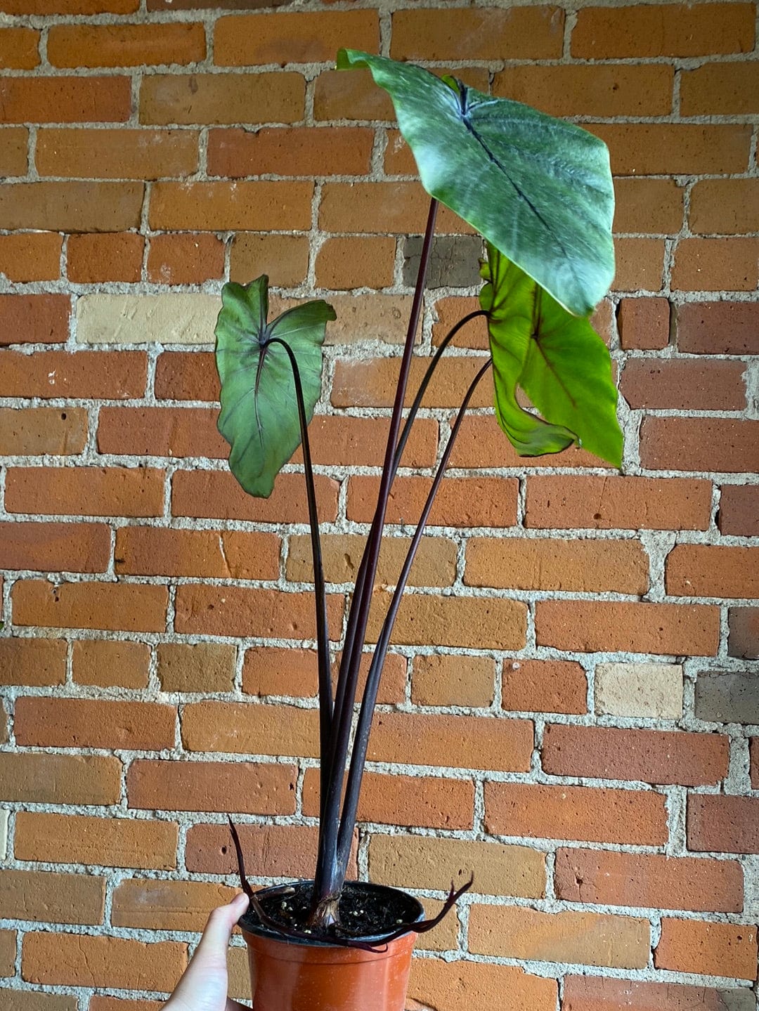 Plant Goals Plant Shop 6" Colocasia Pharaoh's Mask
