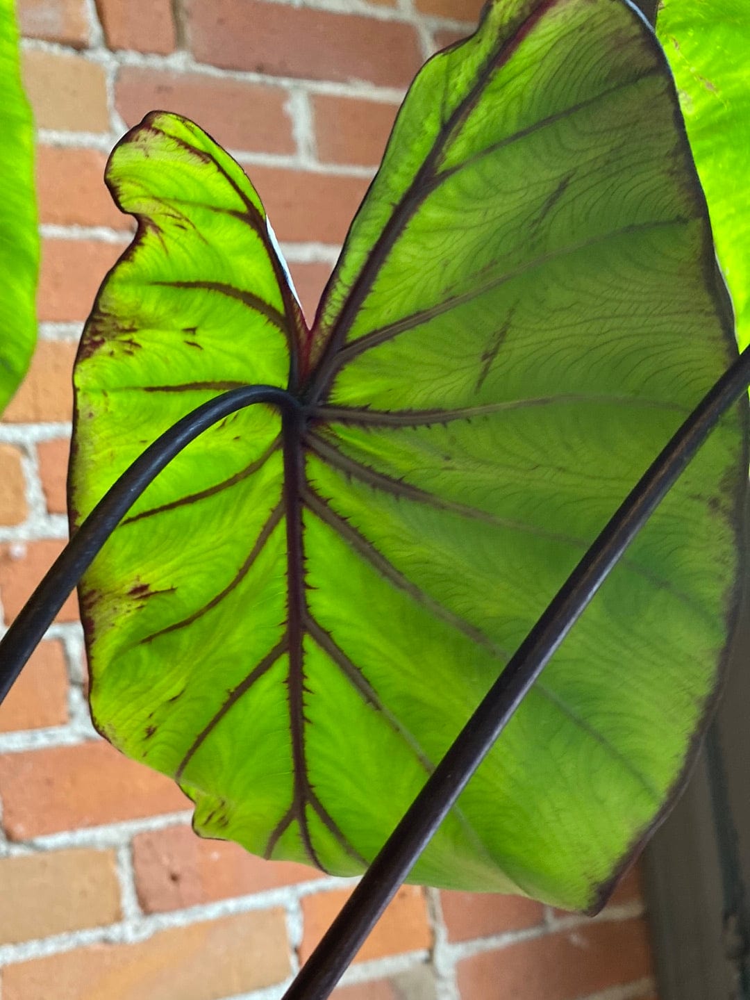 Plant Goals Plant Shop 6" Colocasia Pharaoh's Mask